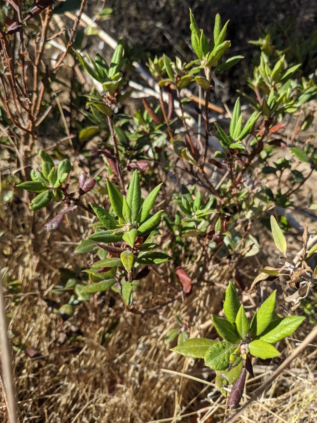 Mission Manzanita — photo 12