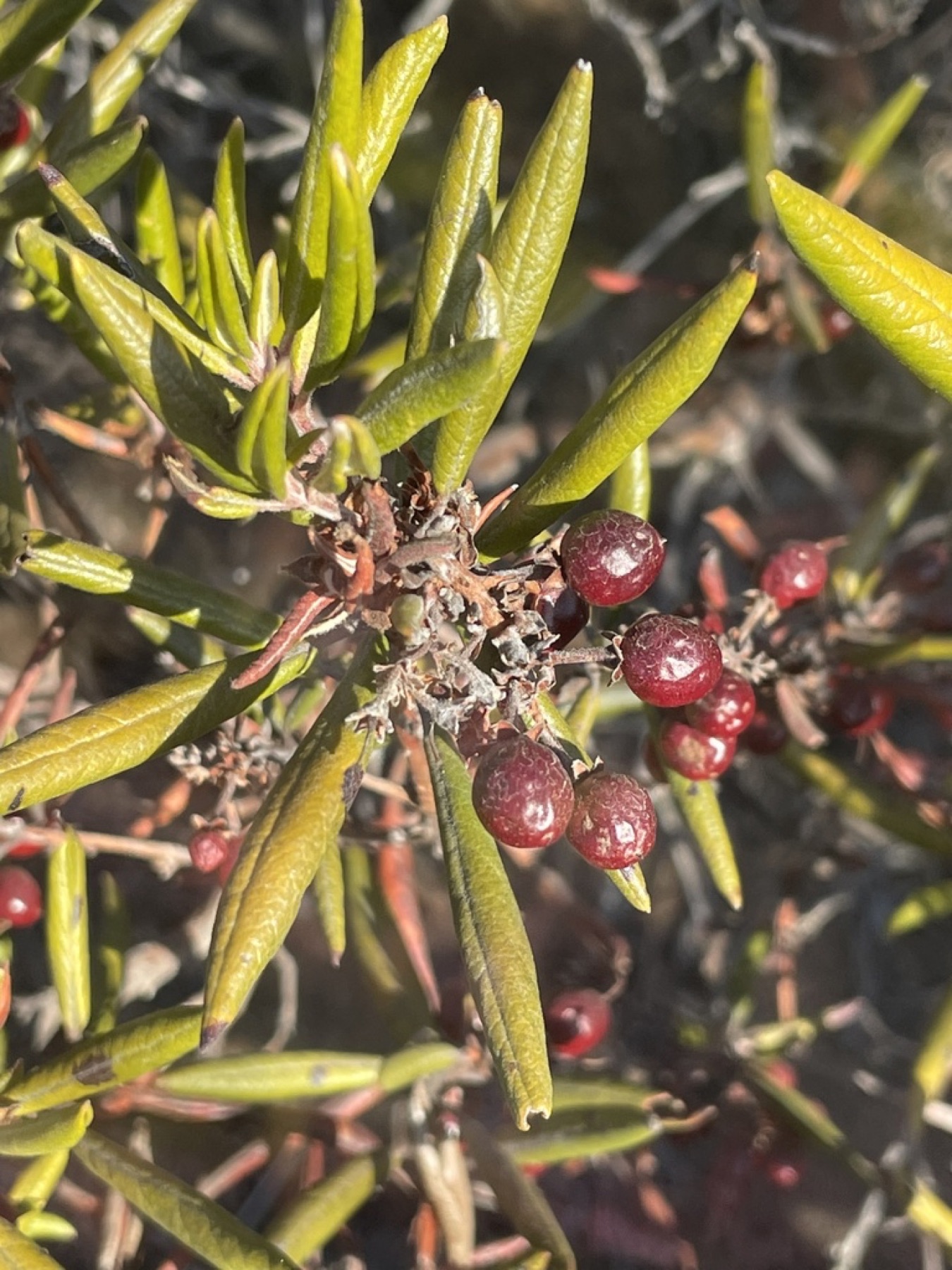 Mission Manzanita — photo 13