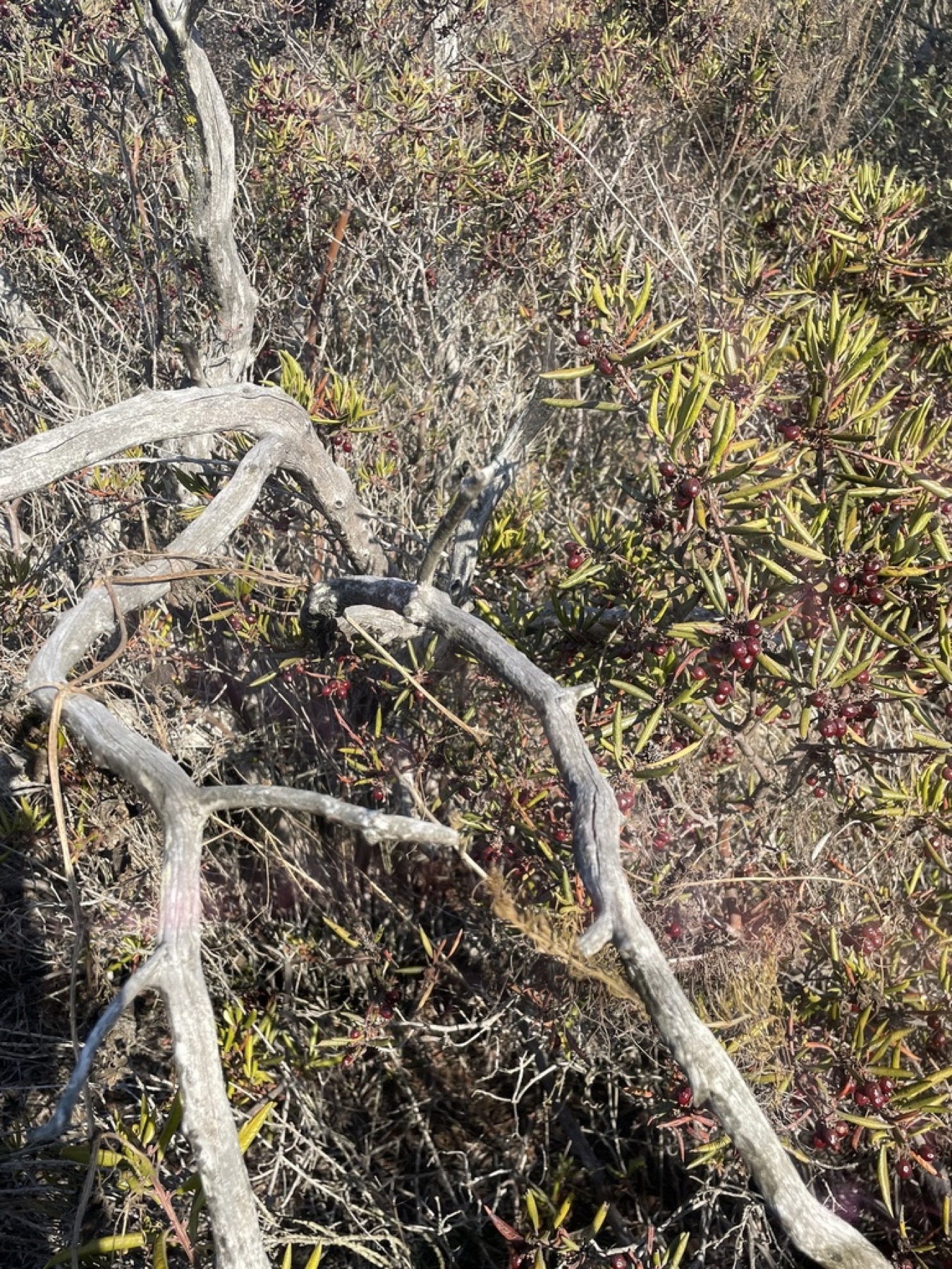 Mission Manzanita — photo 14