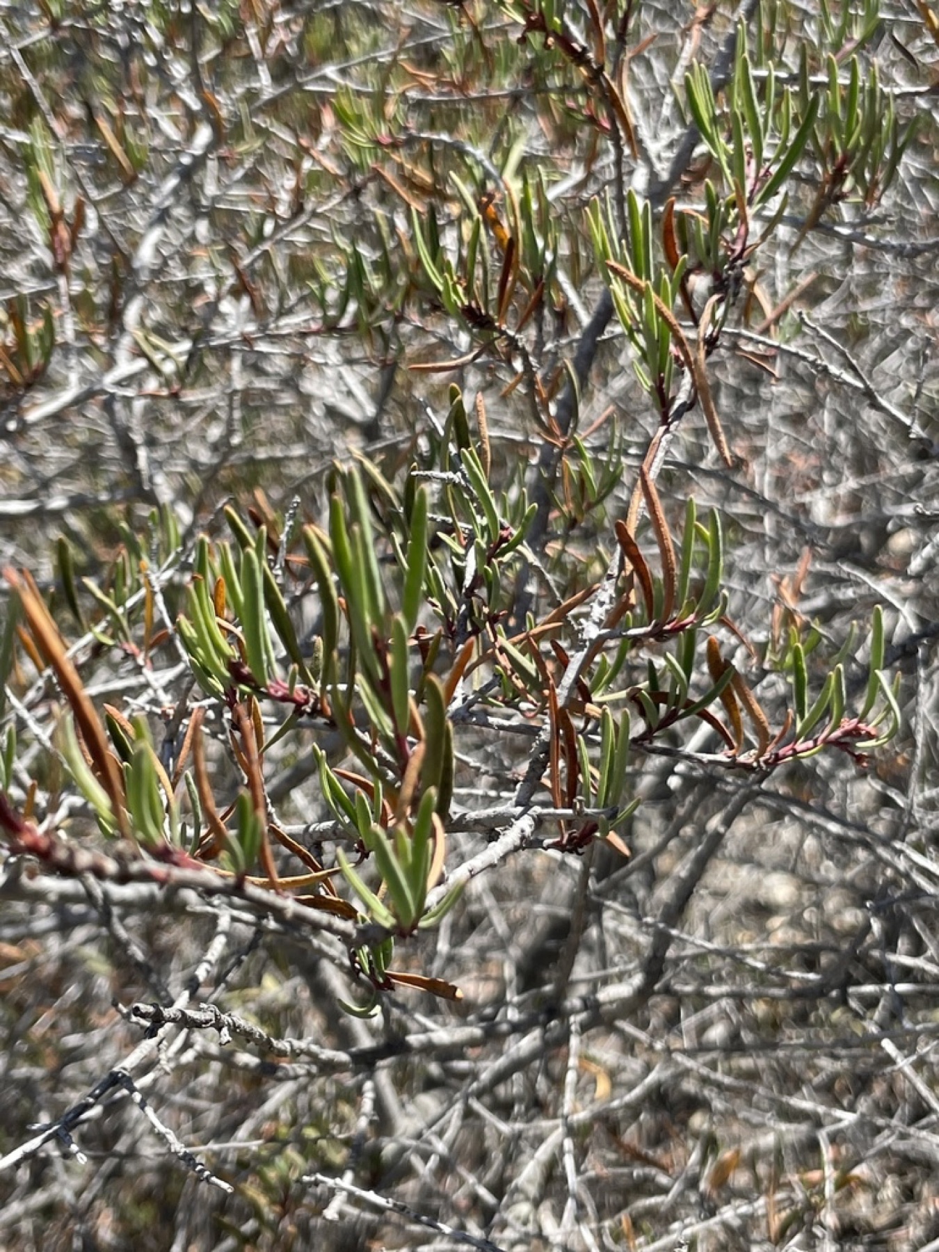 Mission Manzanita — photo 15