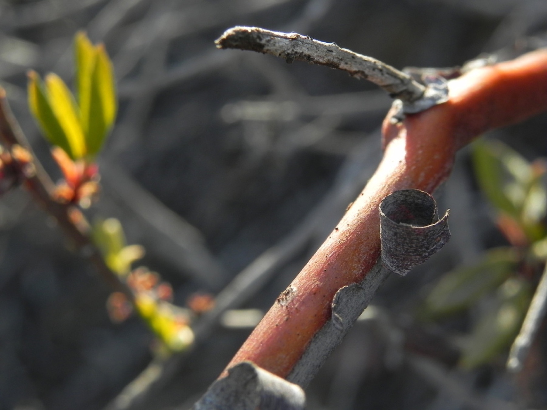 Mission Manzanita — photo 16