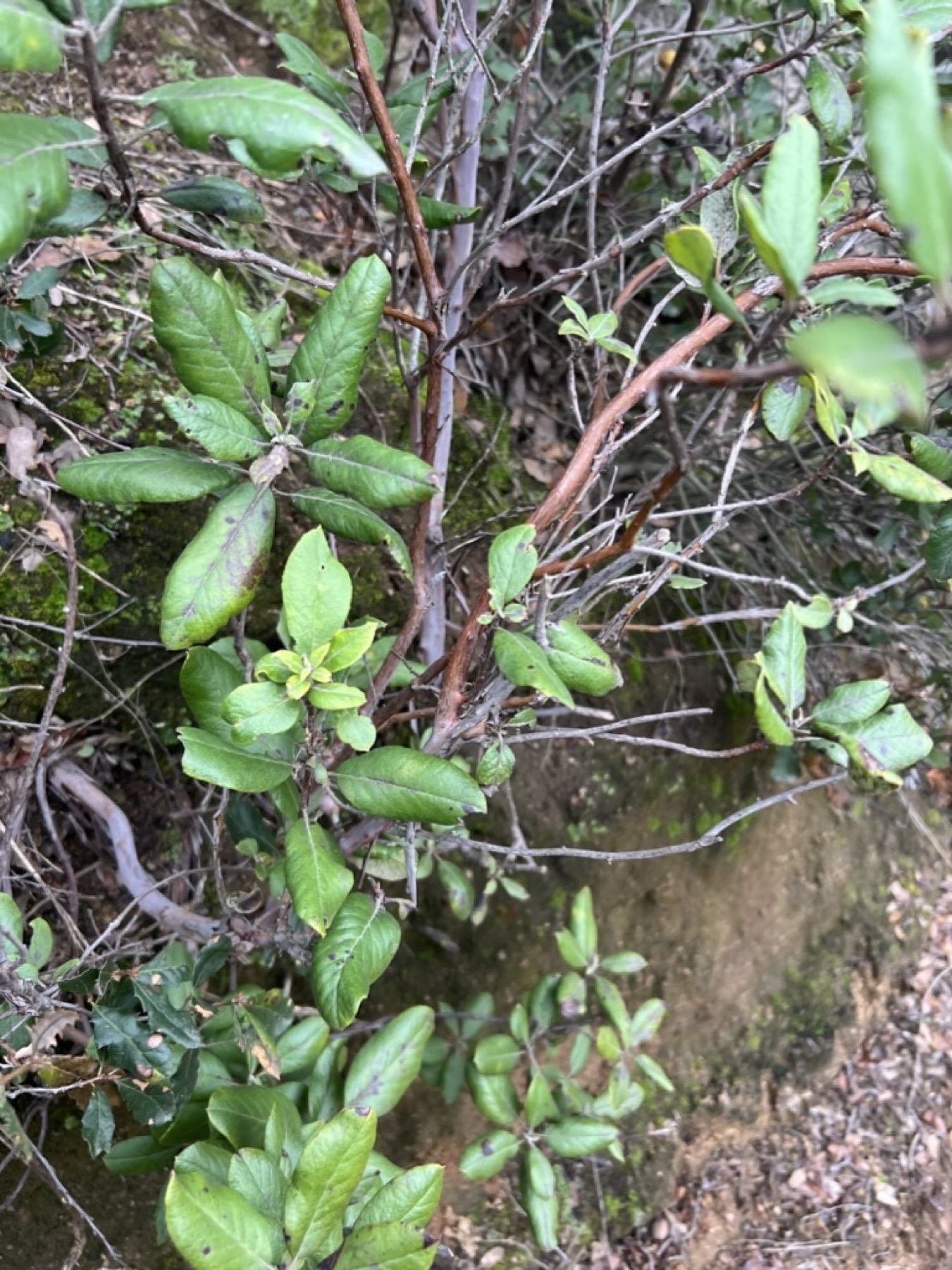 Mission Manzanita — photo 17