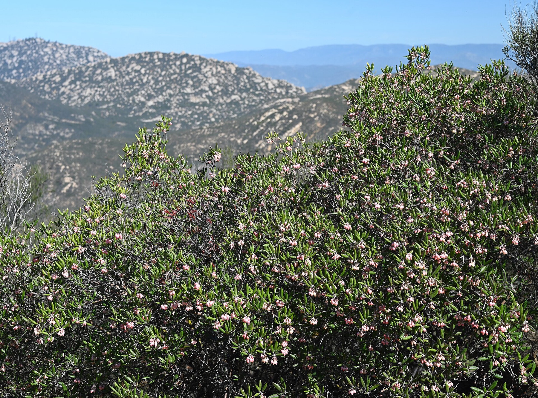 Mission Manzanita — photo 20