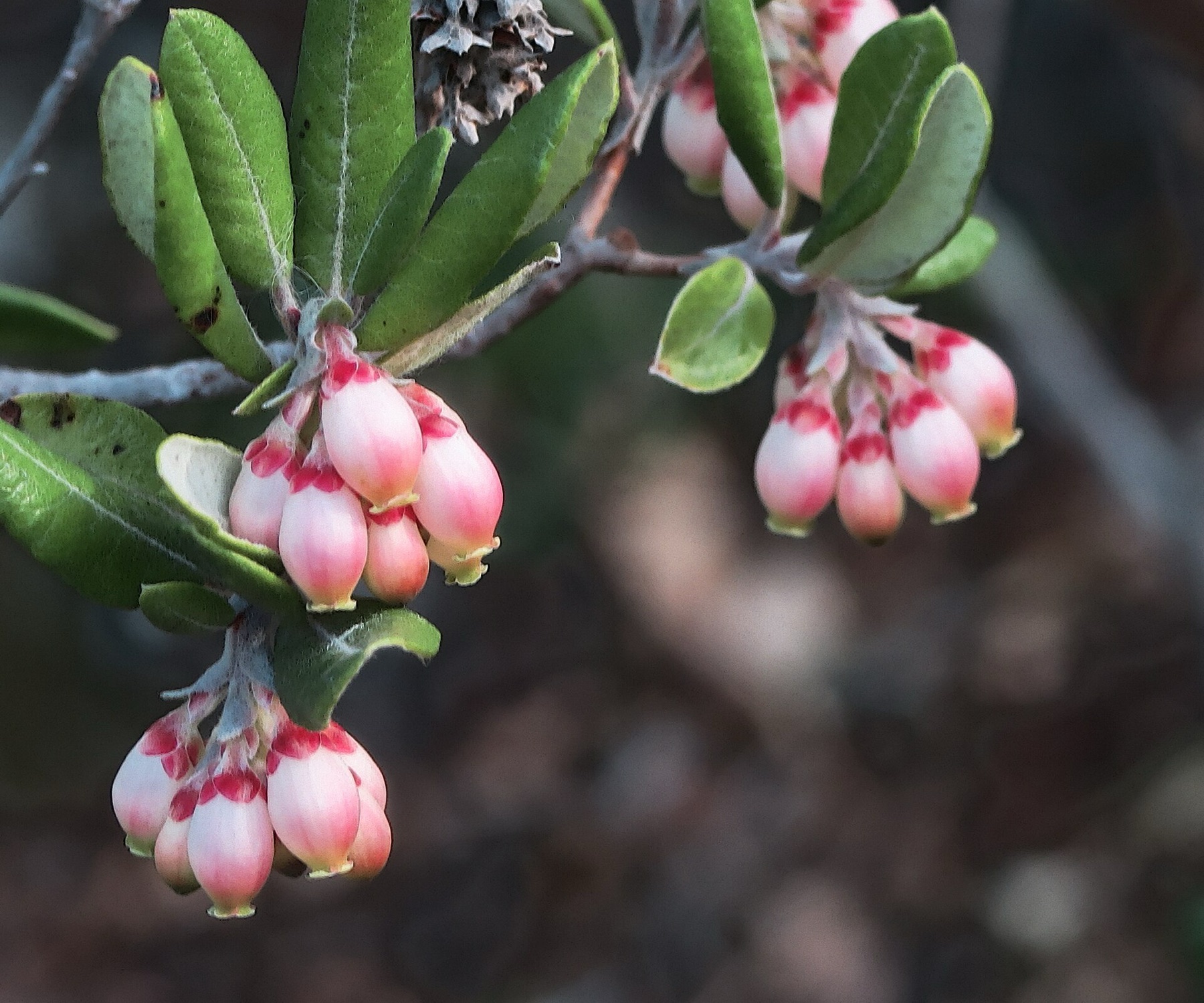 Mission Manzanita — photo 22