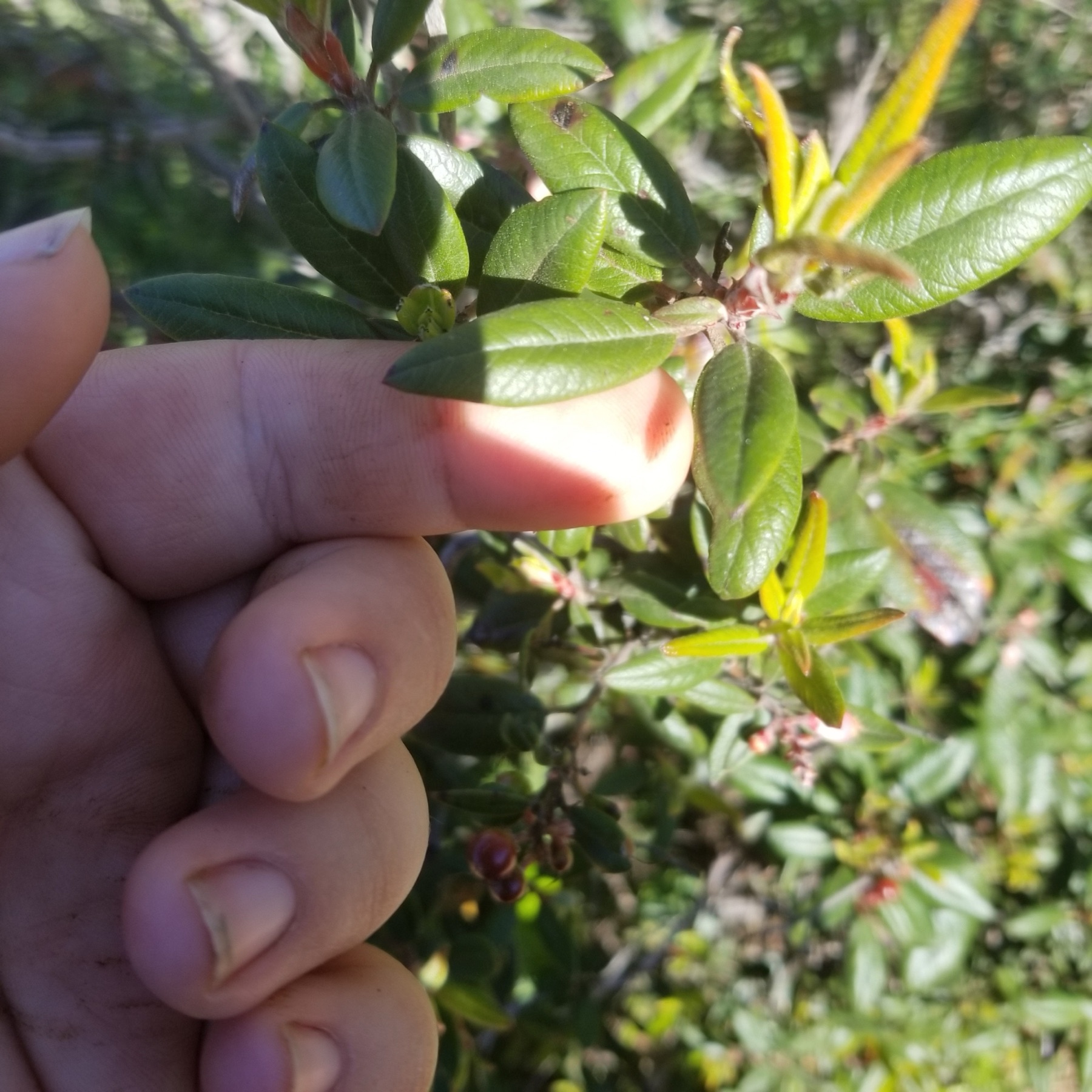 Mission Manzanita — photo 23