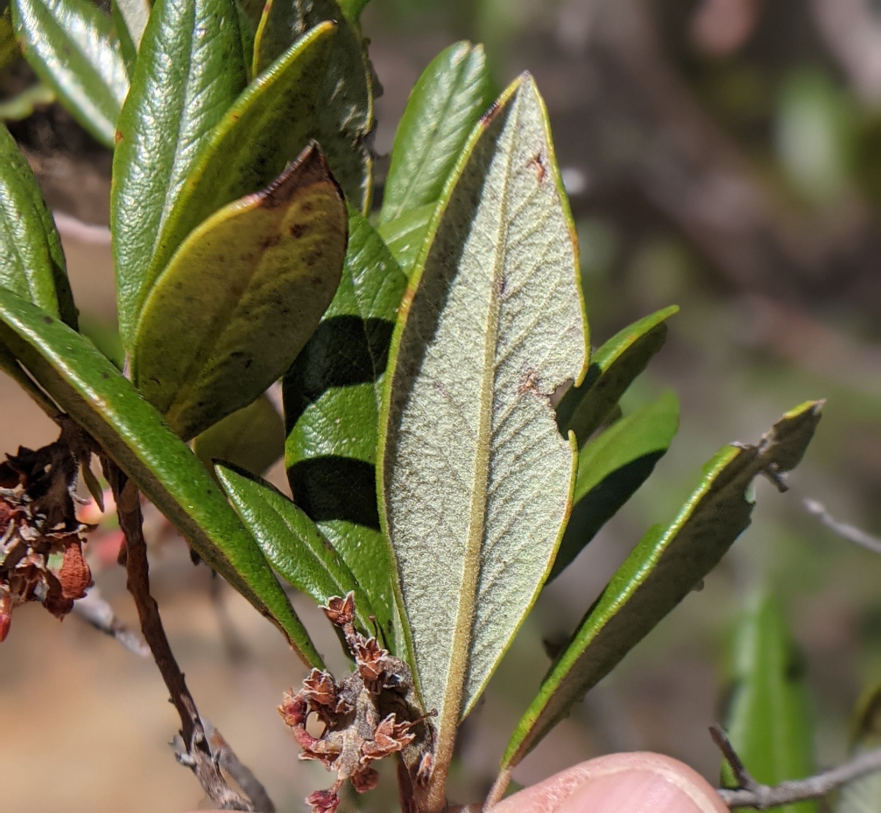 Mission Manzanita — photo 24