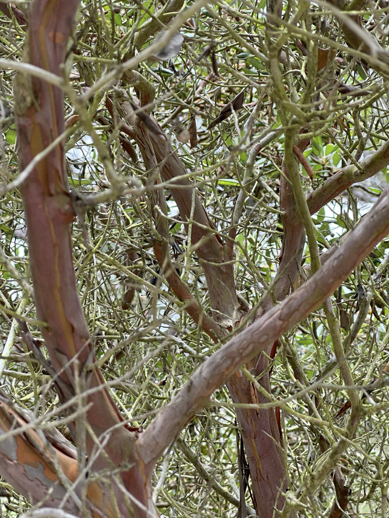 Mission Manzanita