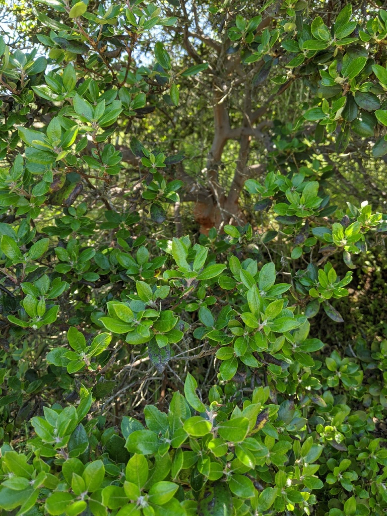 Mission Manzanita — photo 2