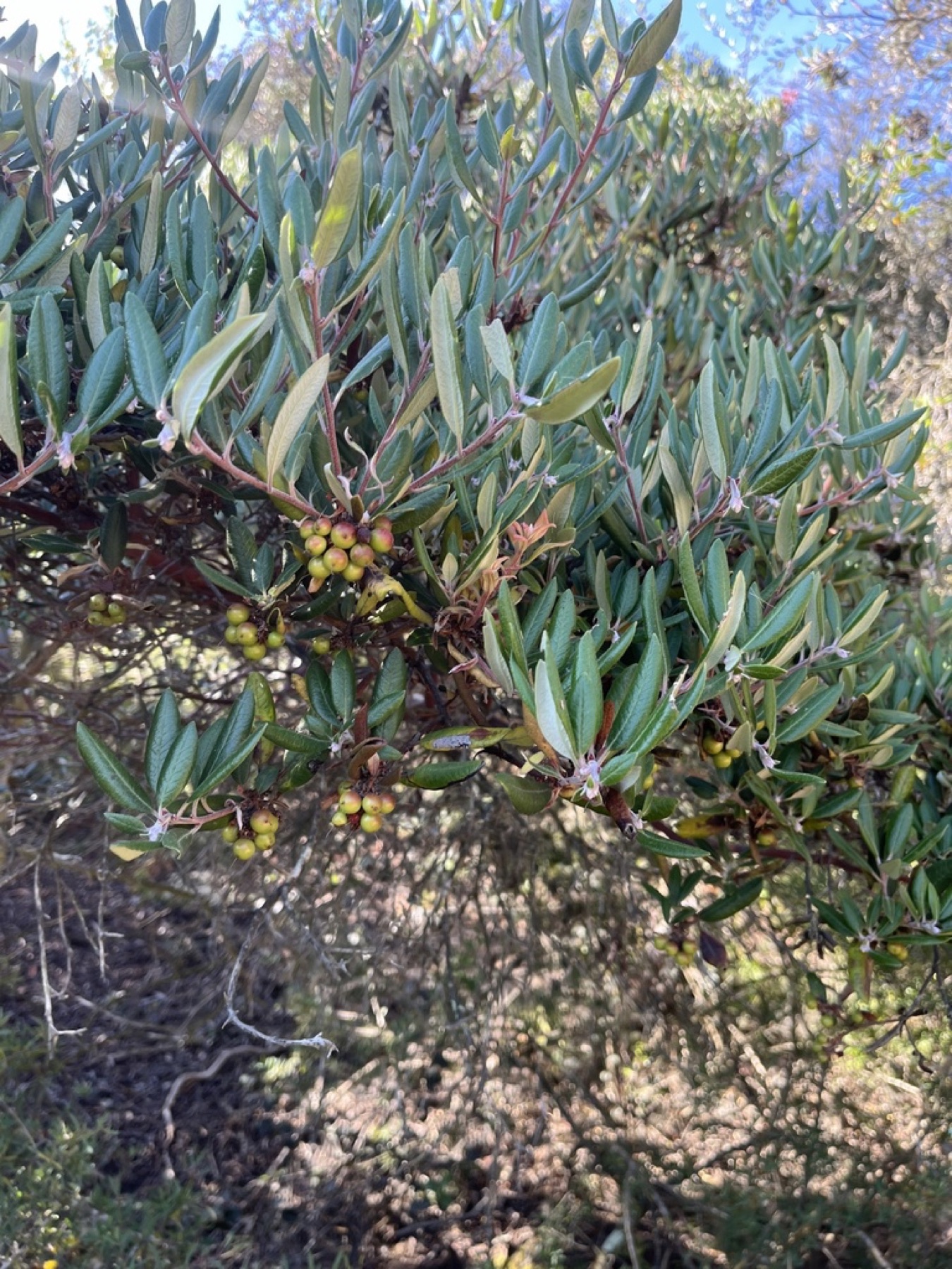 Mission Manzanita — photo 4
