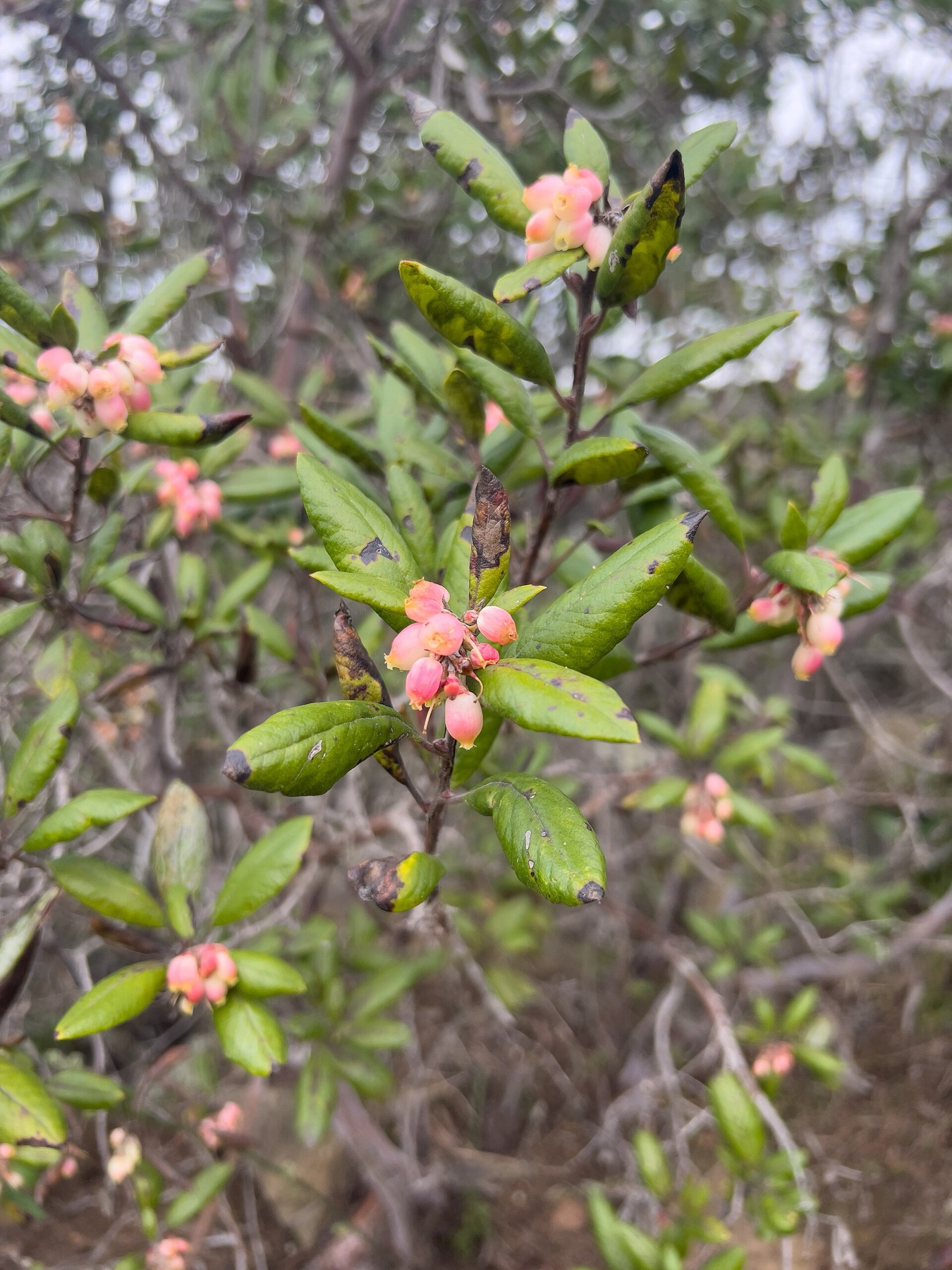 Mission Manzanita — photo 5
