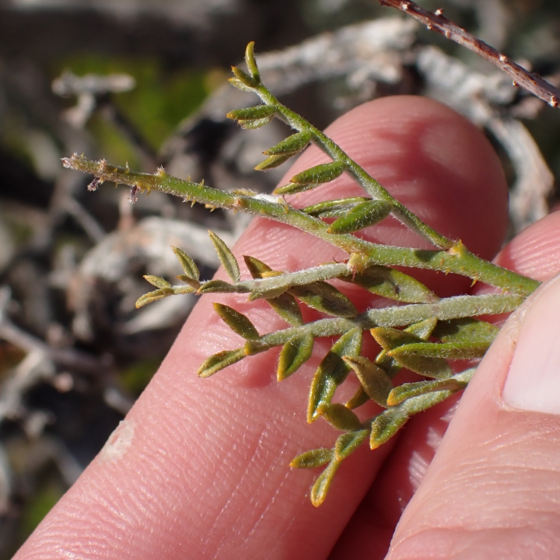 Mojave Indigobush — photo 6