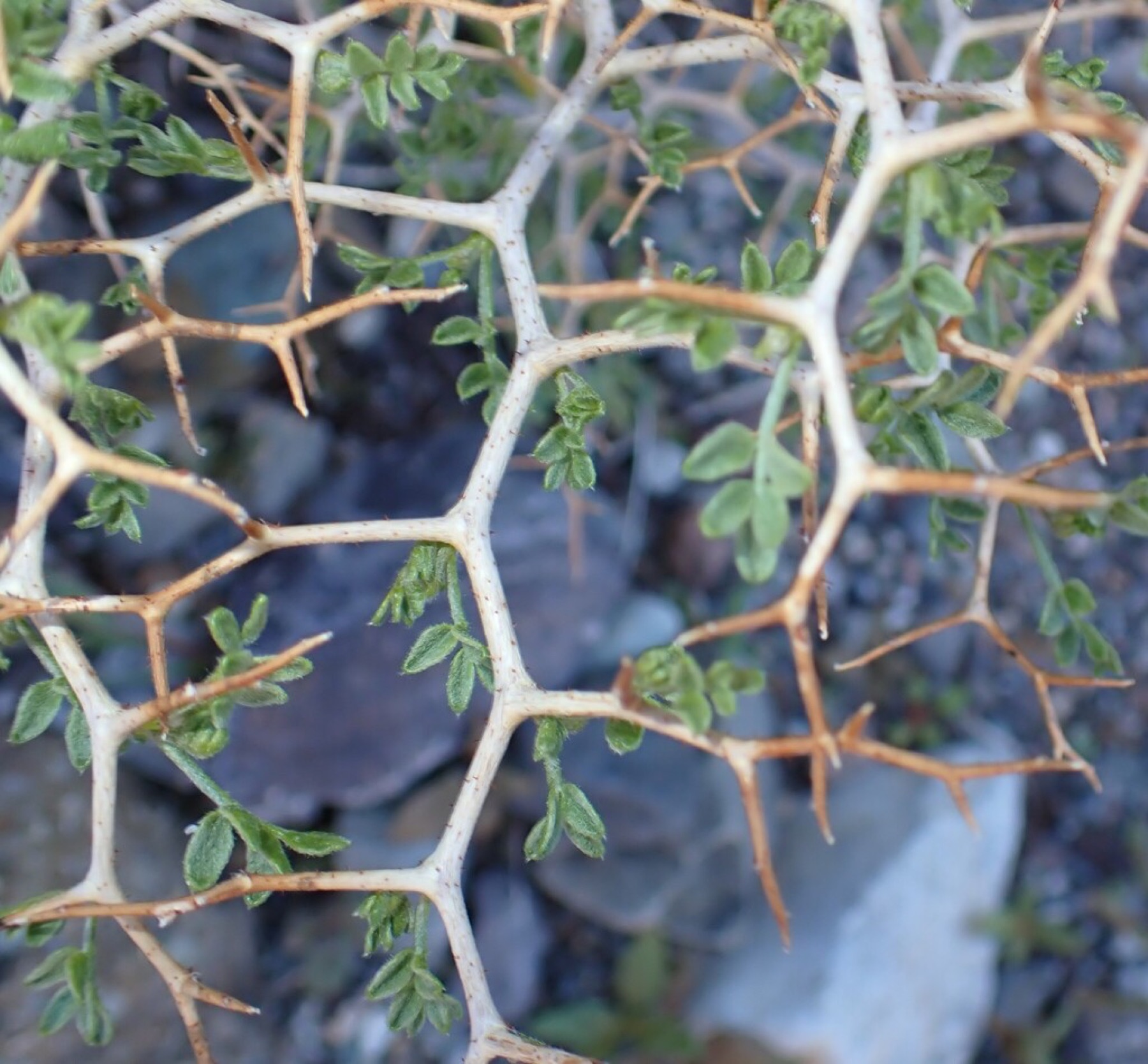 Mojave Indigobush — photo 7