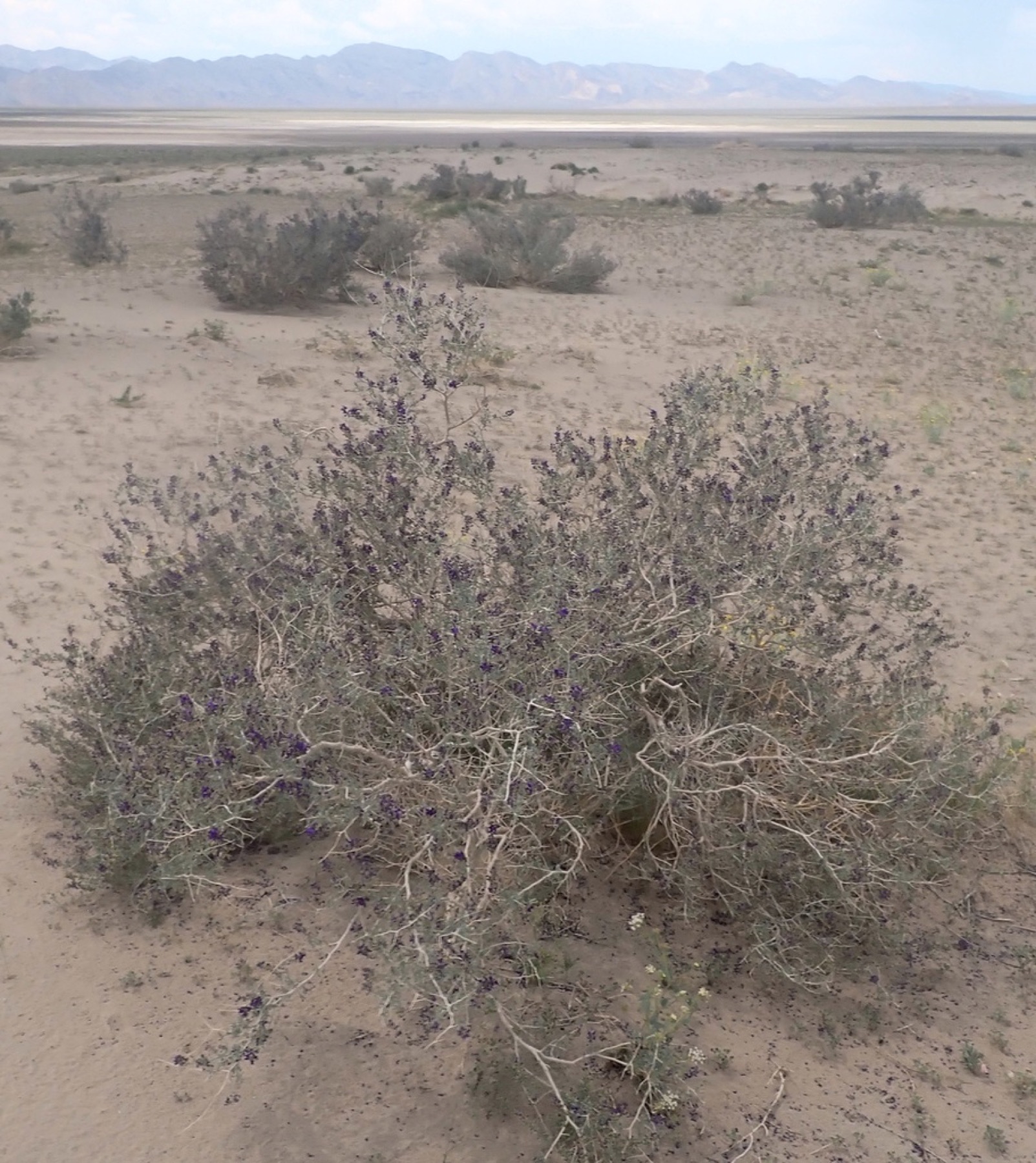 Mojave Indigobush — photo 8