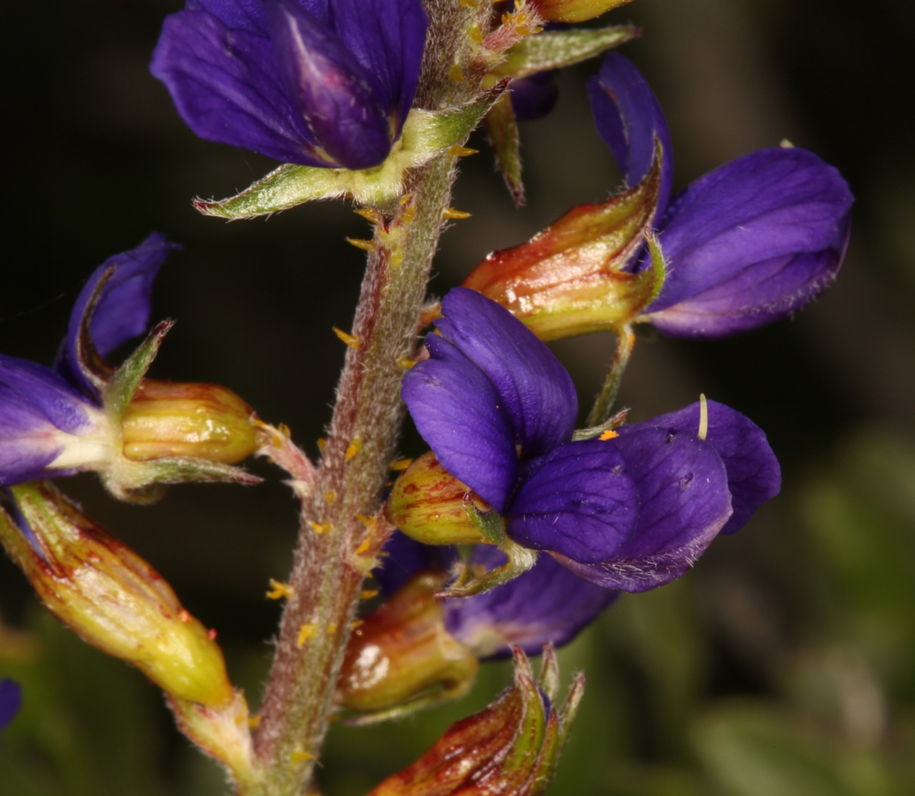 Mojave Indigobush — photo 9