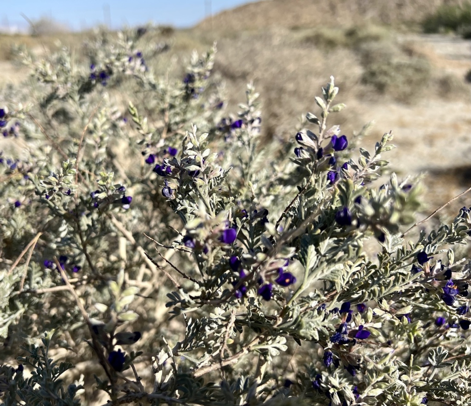 Mojave Indigobush — photo 10