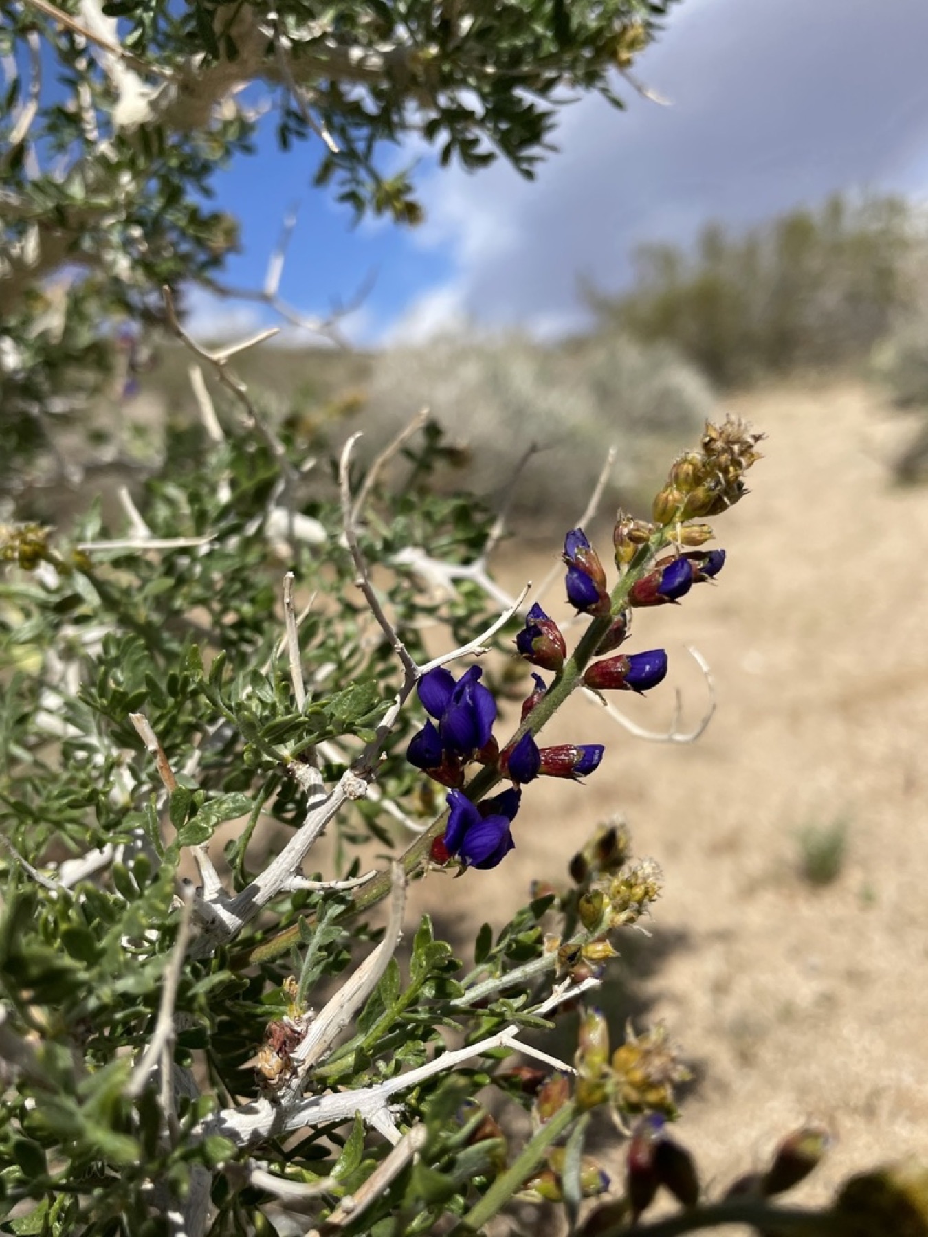 Mojave Indigobush — photo 12