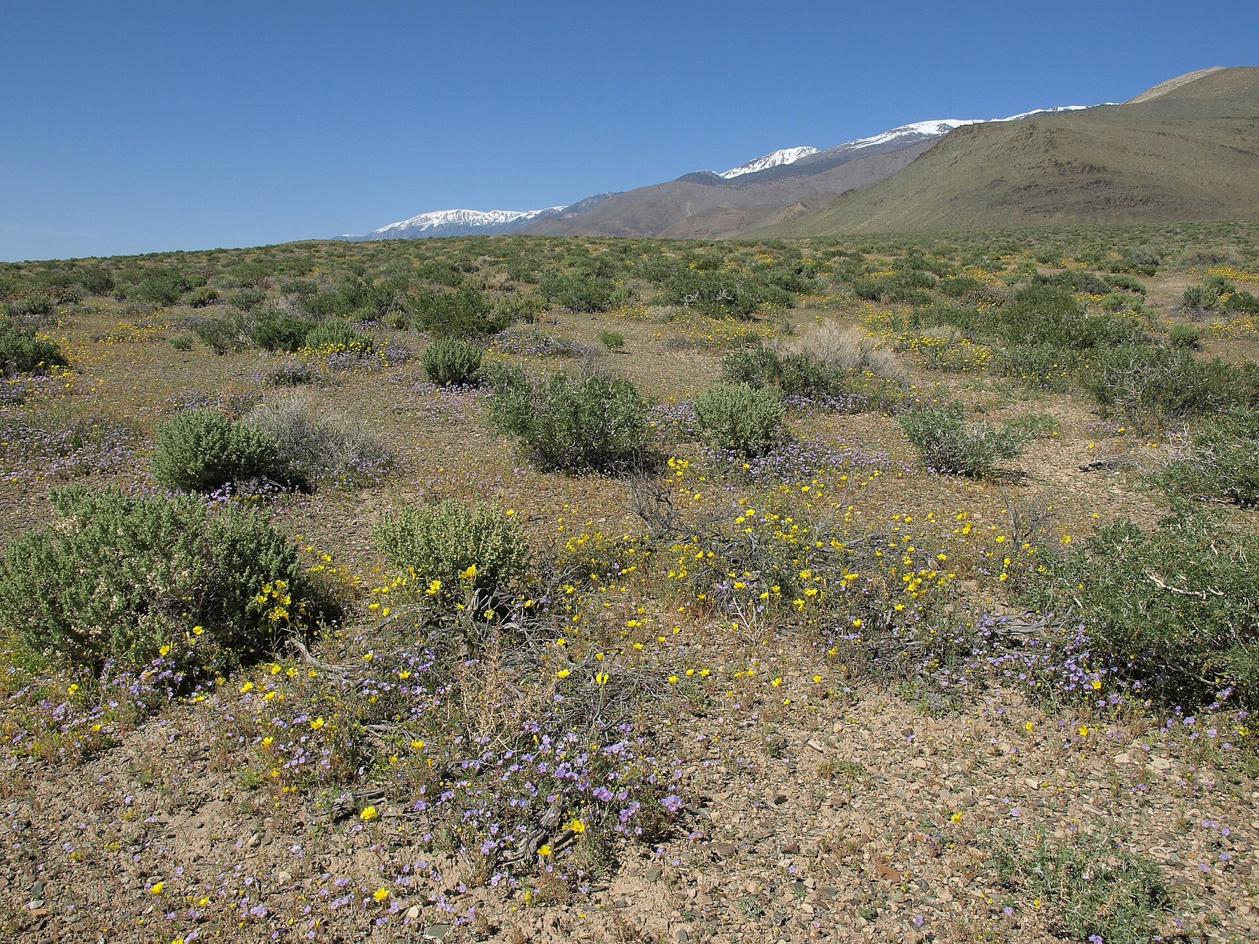 Mojave Indigobush — photo 13