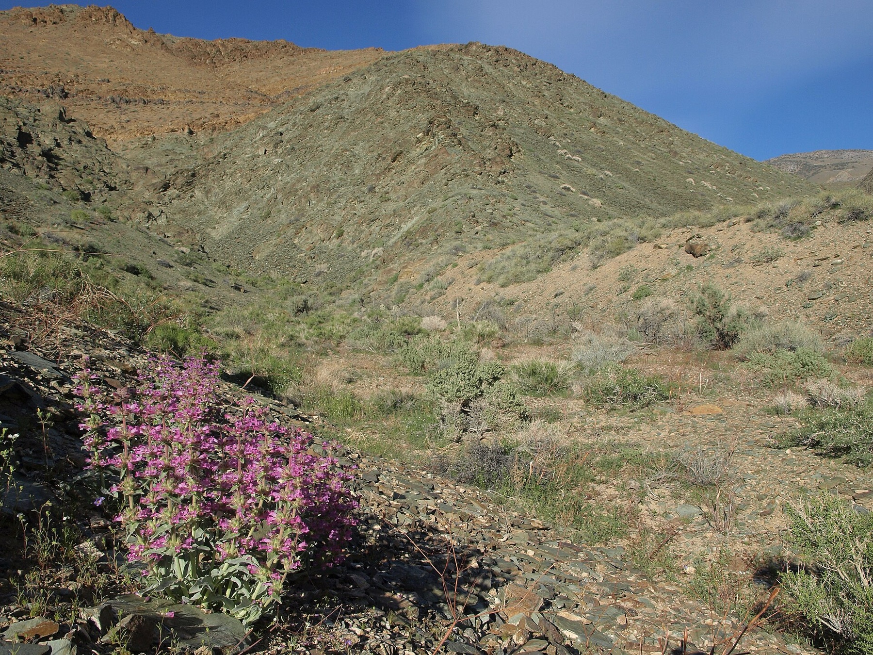 Mojave Indigobush — photo 14