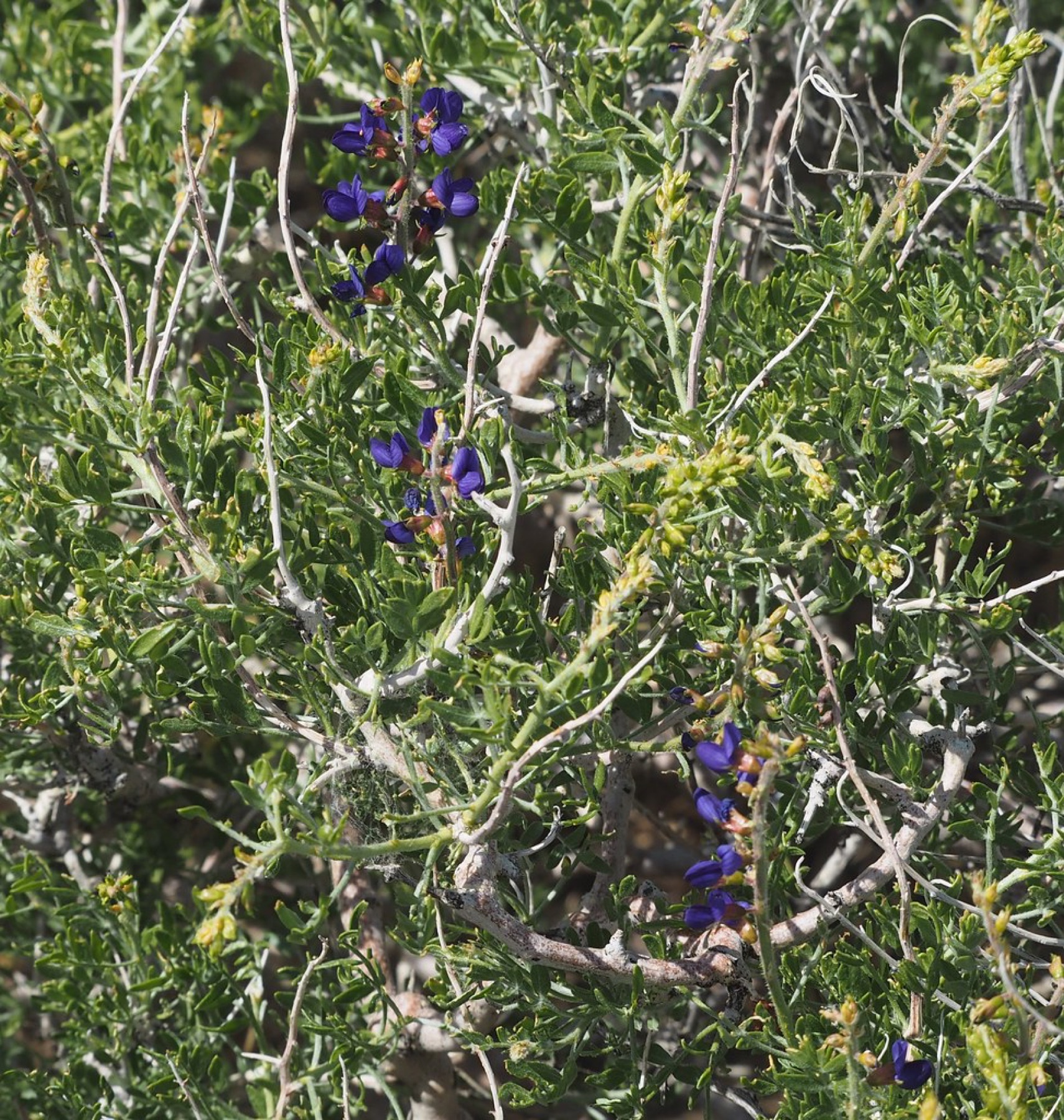 Mojave Indigobush — photo 15
