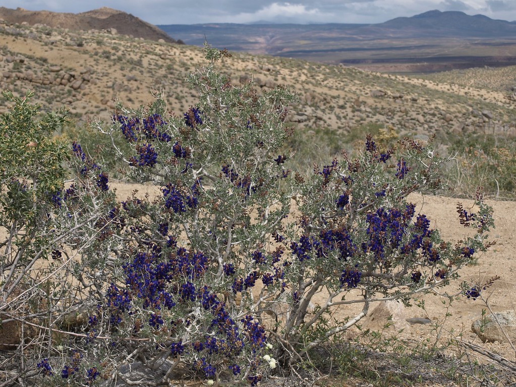 Mojave Indigobush — photo 16