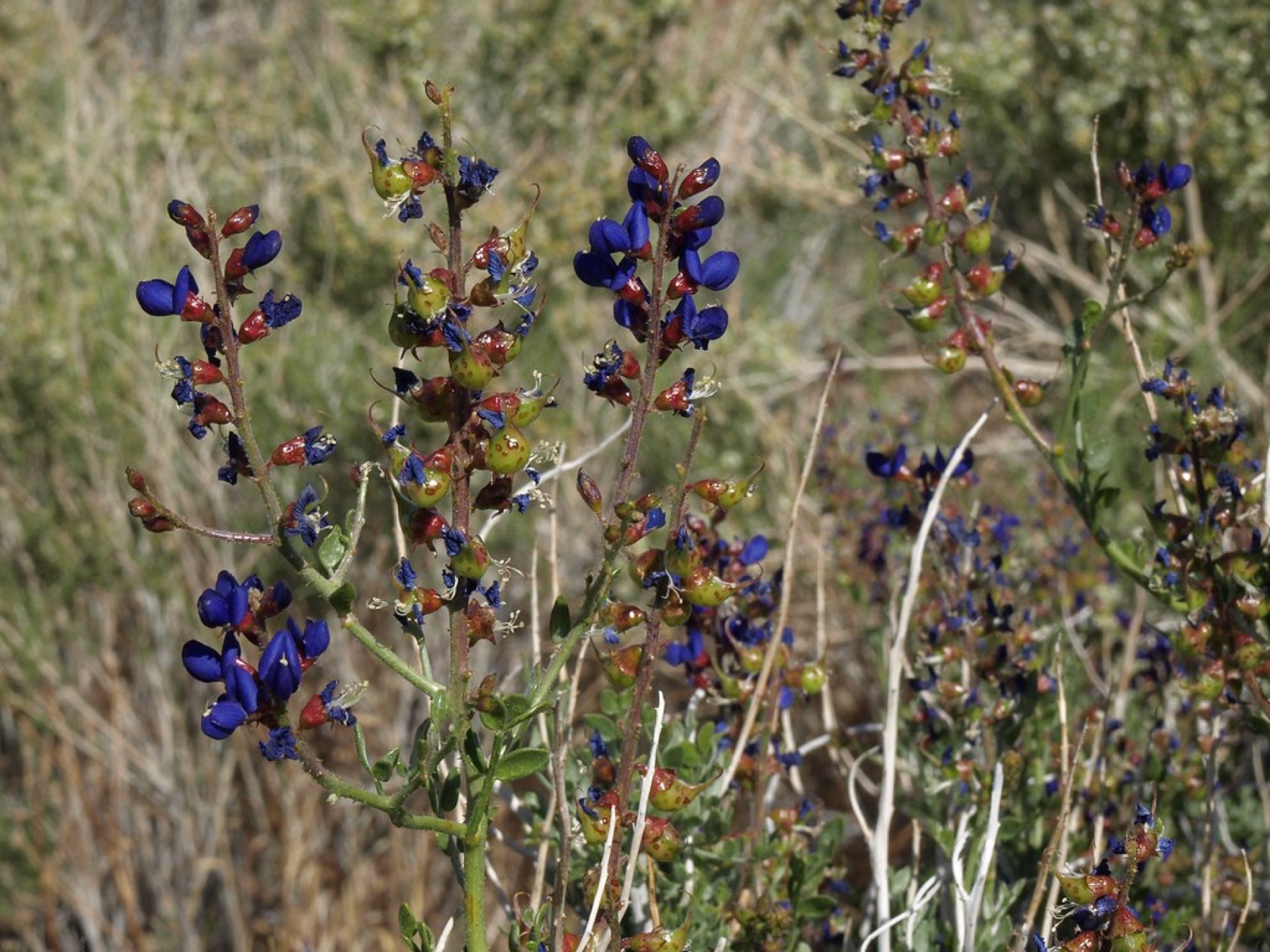 Mojave Indigobush — photo 17