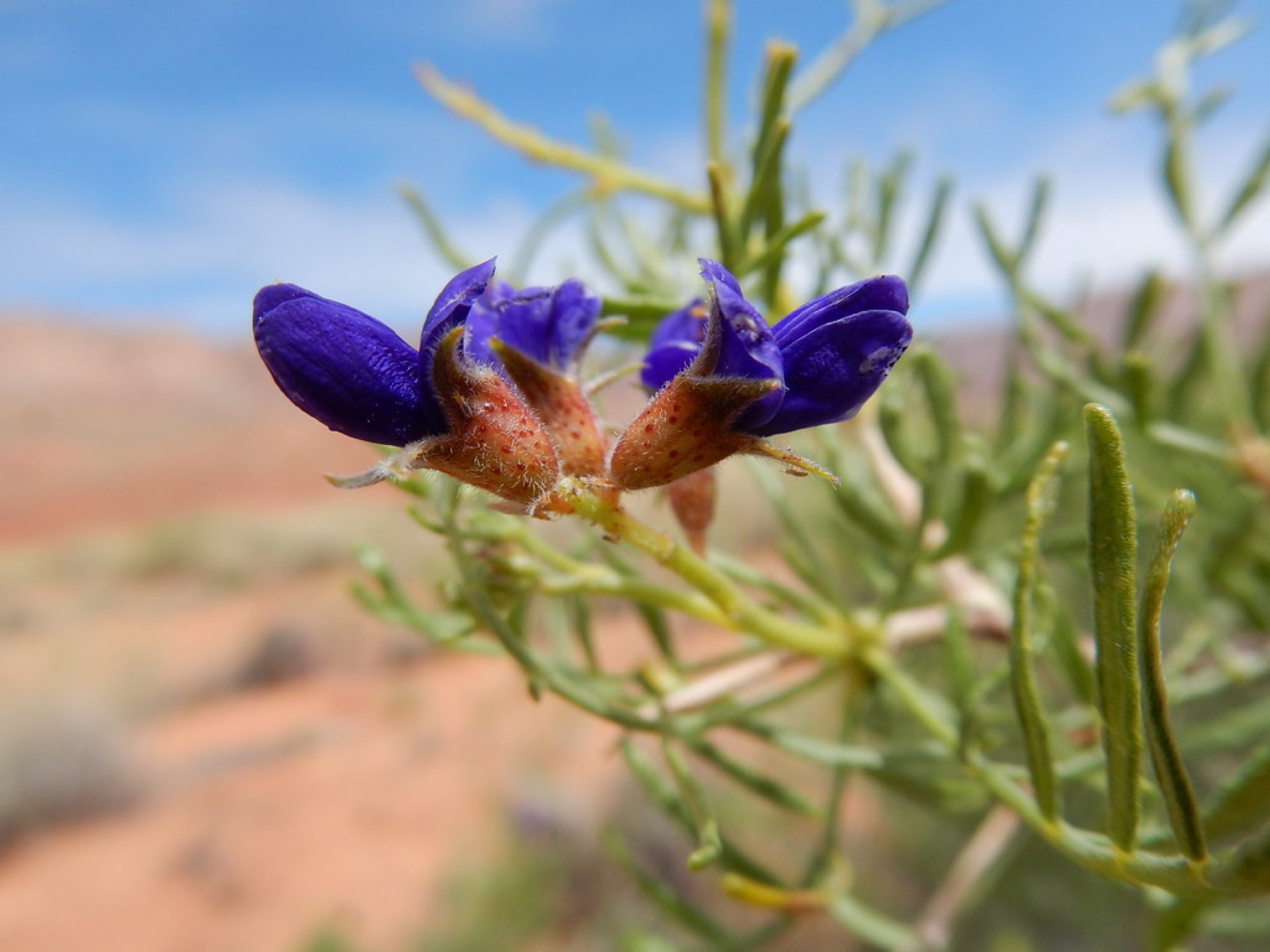 Mojave Indigobush — photo 18