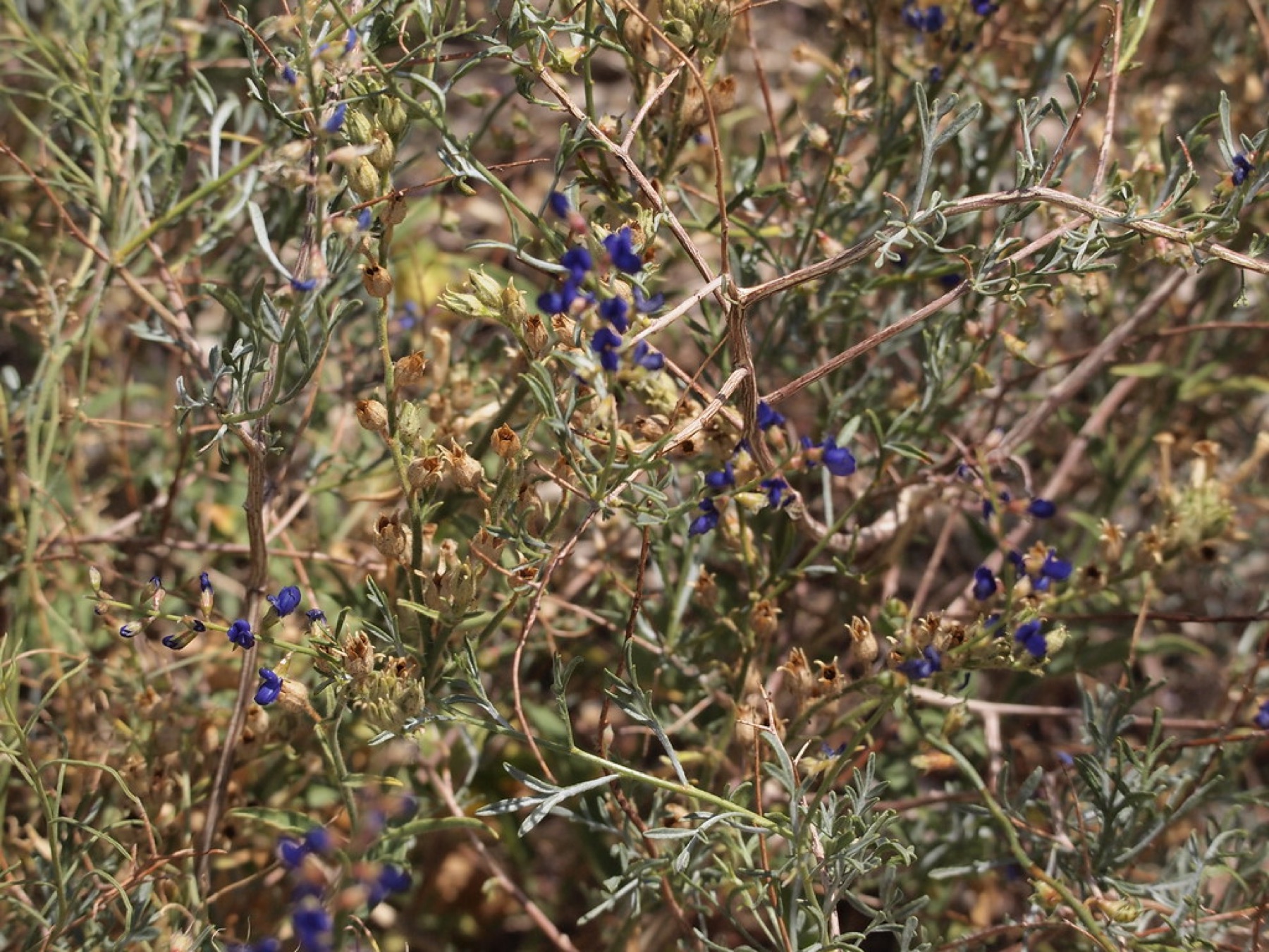 Mojave Indigobush — photo 19
