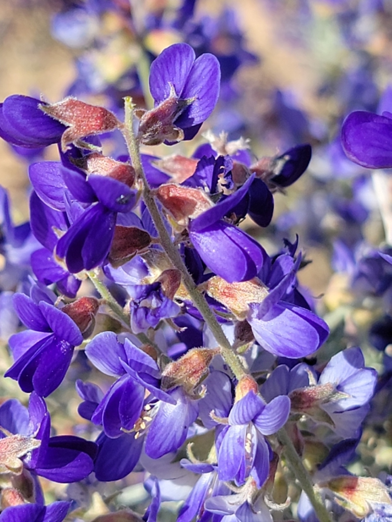 Mojave Indigobush — photo 20
