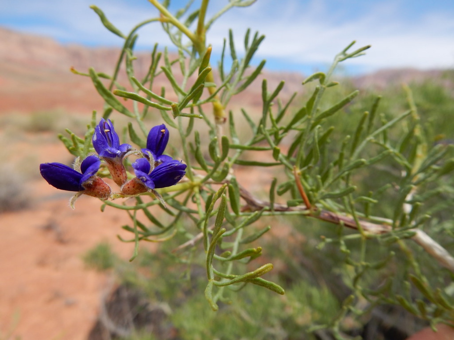 Mojave Indigobush — photo 22