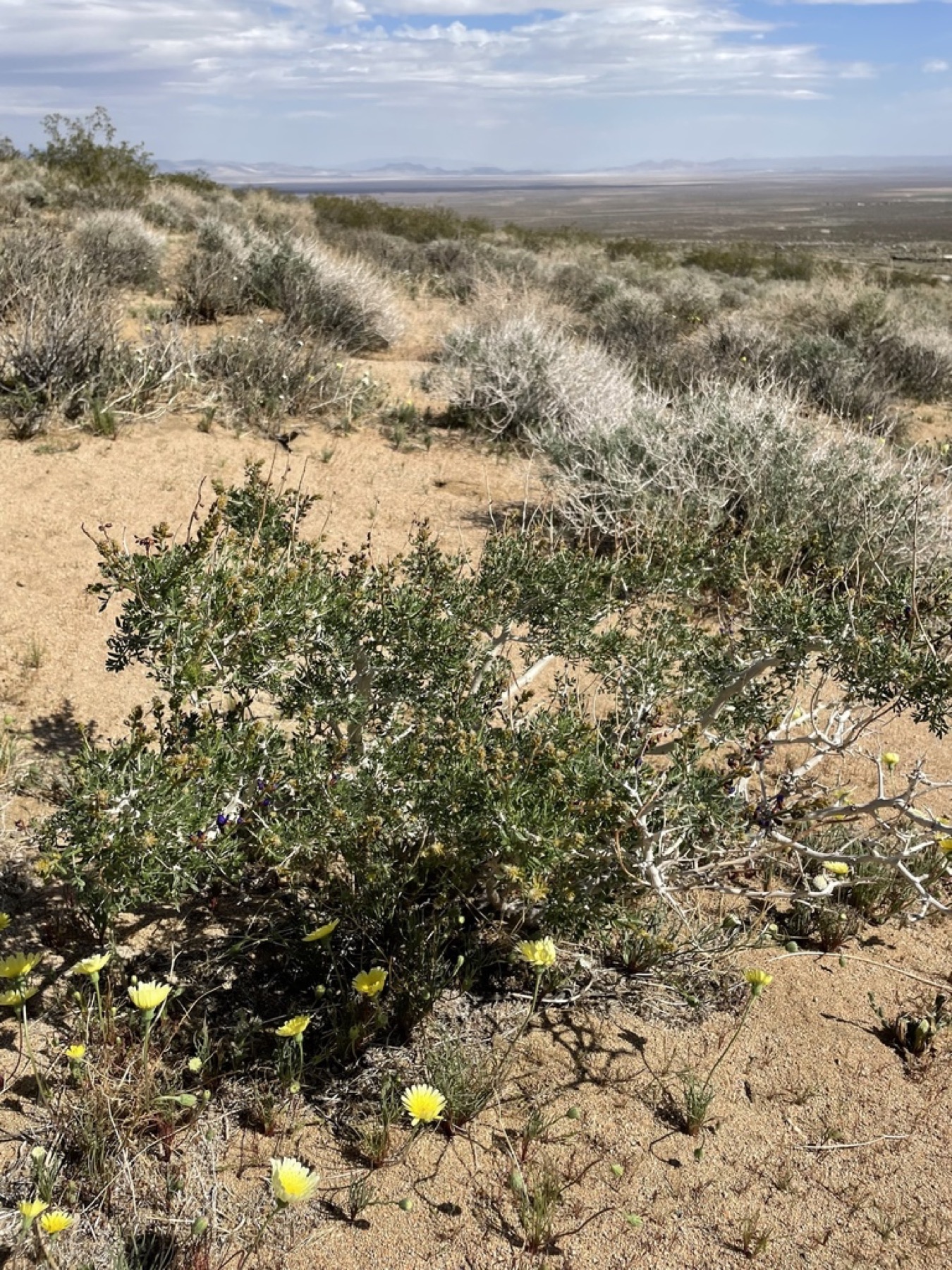 Mojave Indigobush — photo 23