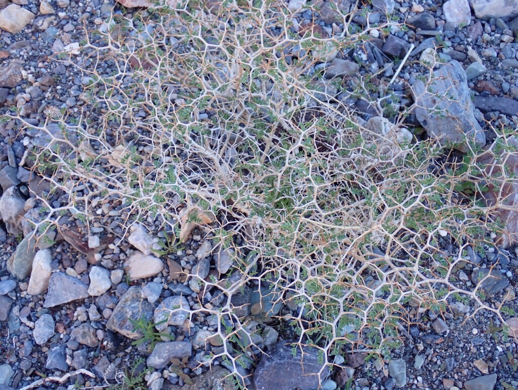 Mojave Indigobush — photo 24