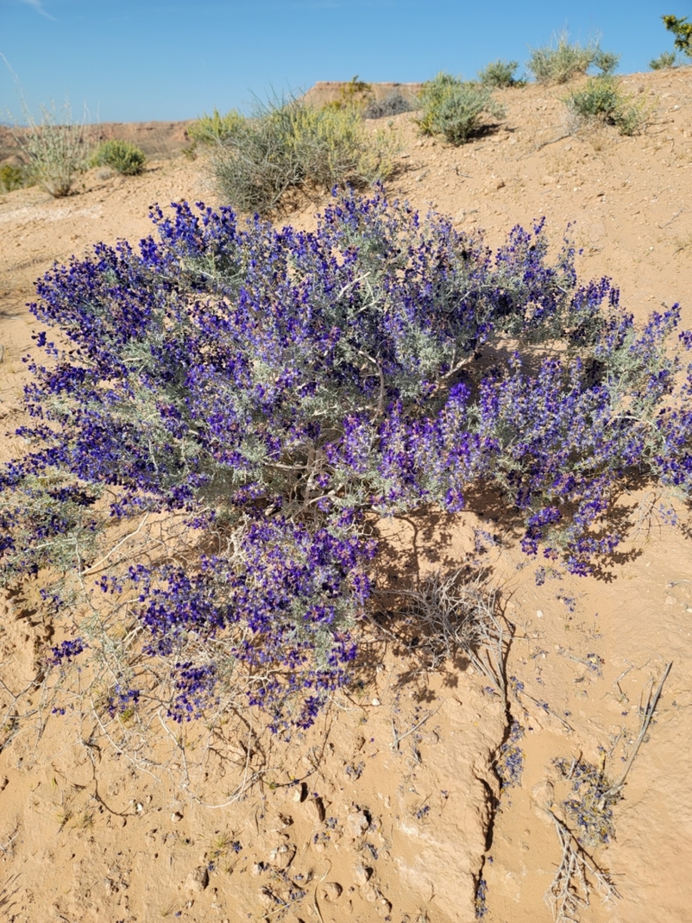 Mojave Indigobush