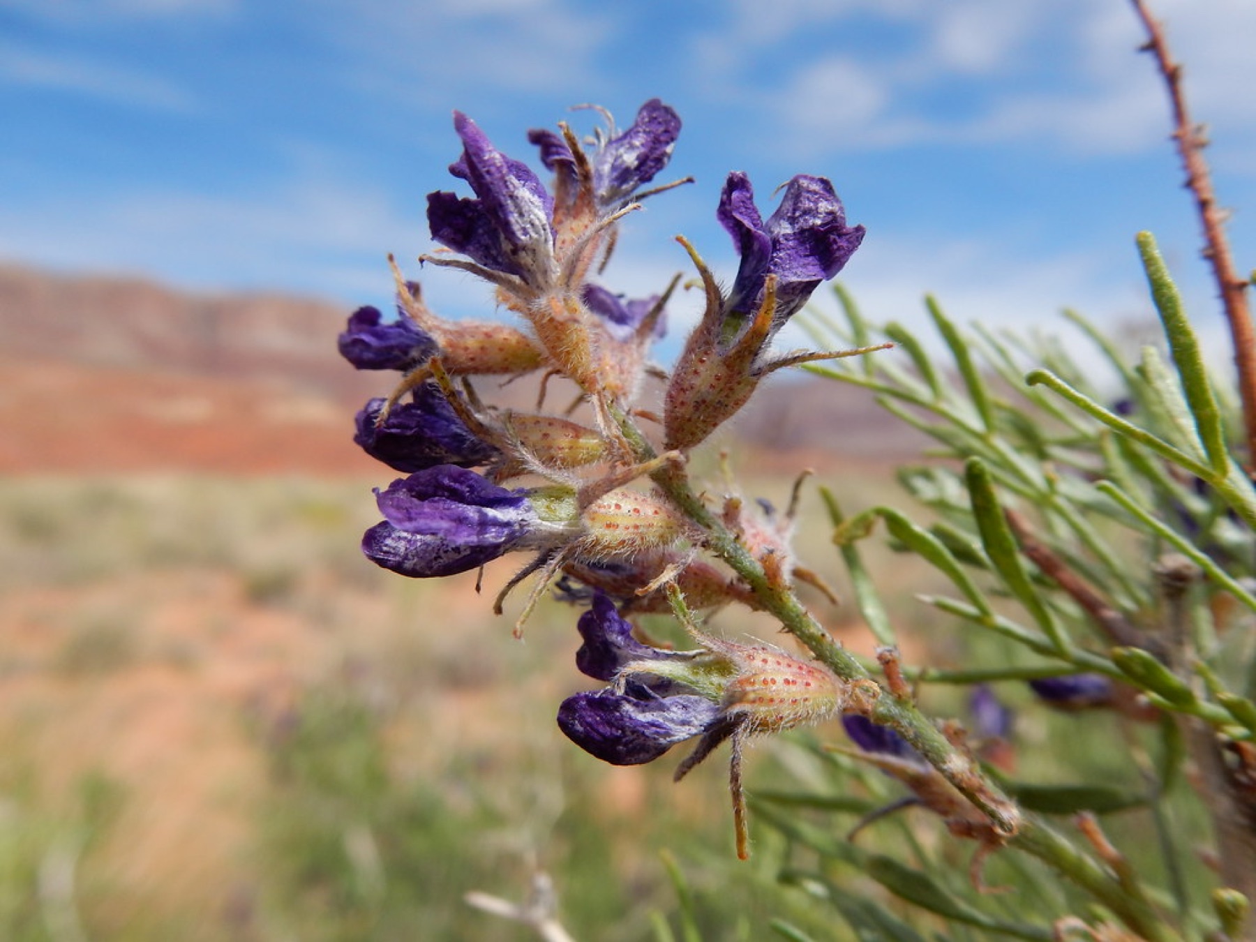 Mojave Indigobush — photo 3