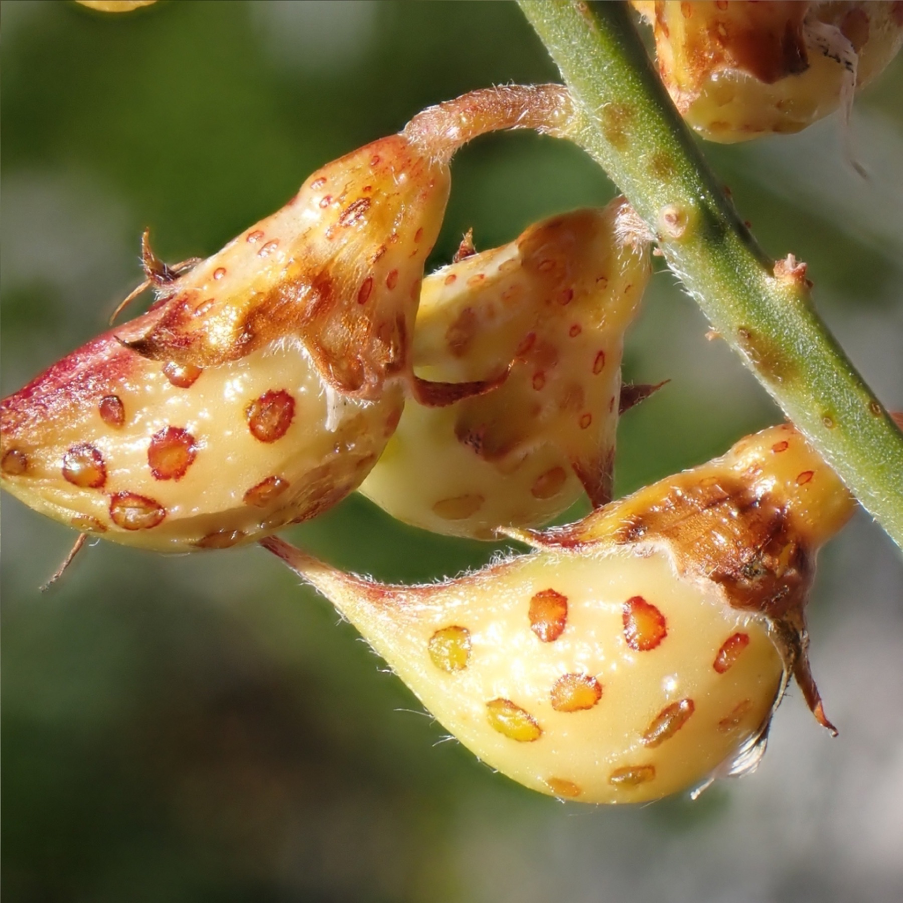 Mojave Indigobush — photo 4