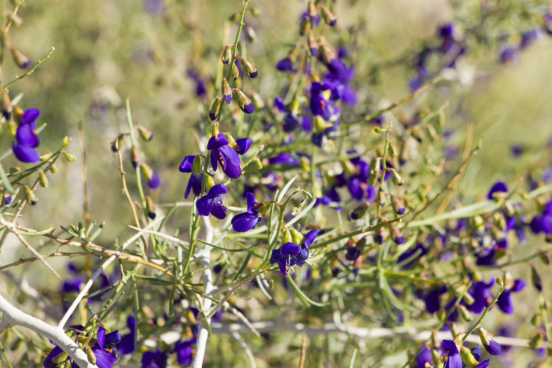 Mojave Indigobush — photo 5