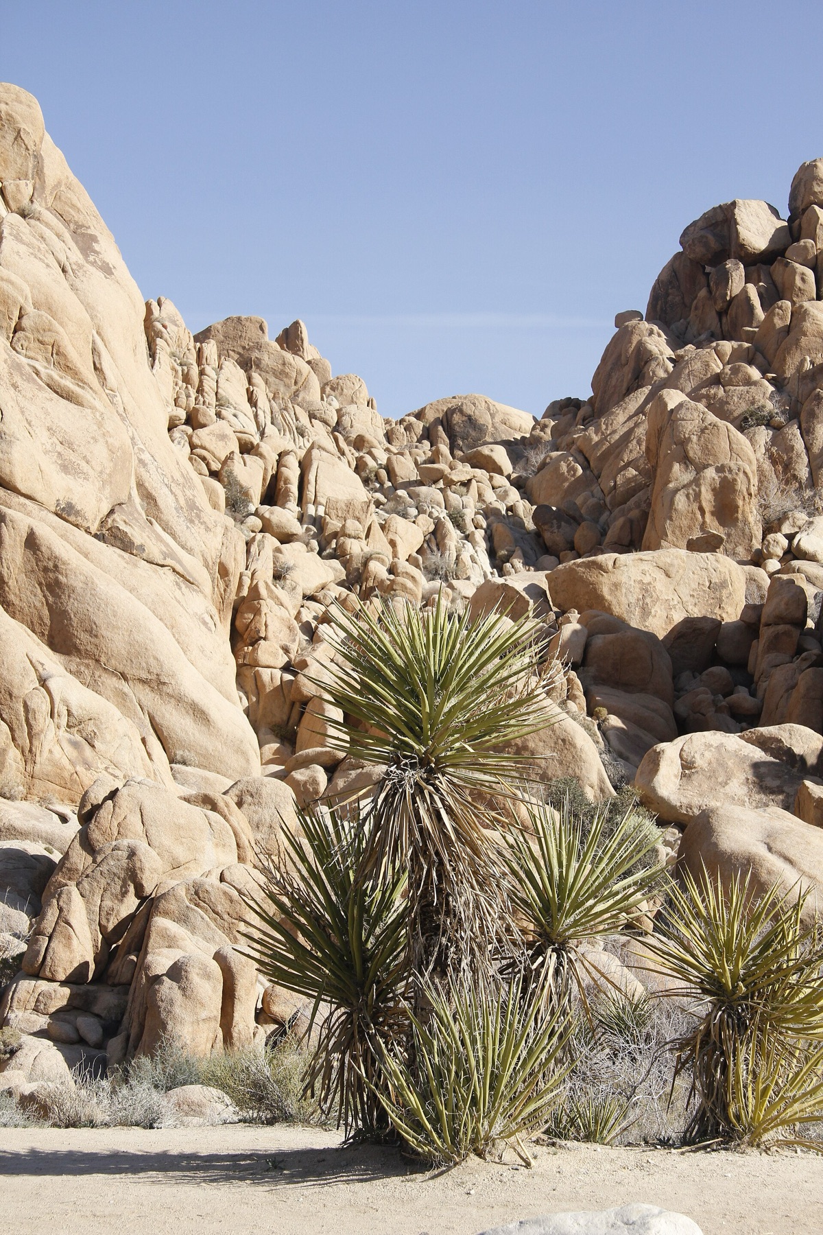 Mojave Yucca — photo 6
