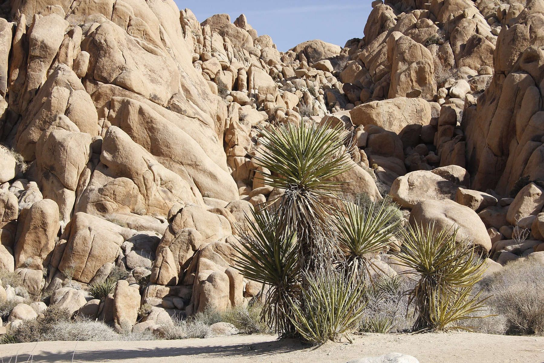 Mojave Yucca — photo 7
