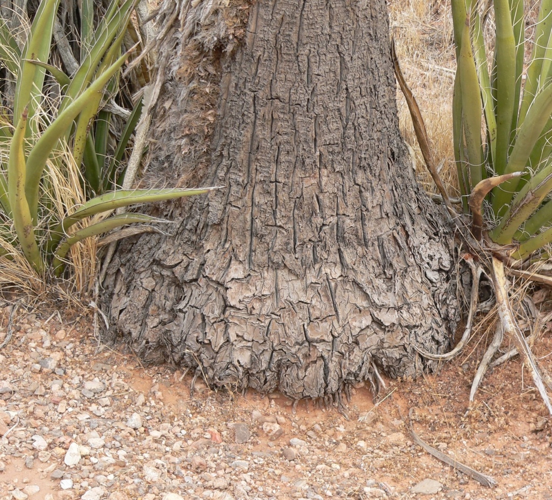 Mojave Yucca — photo 8