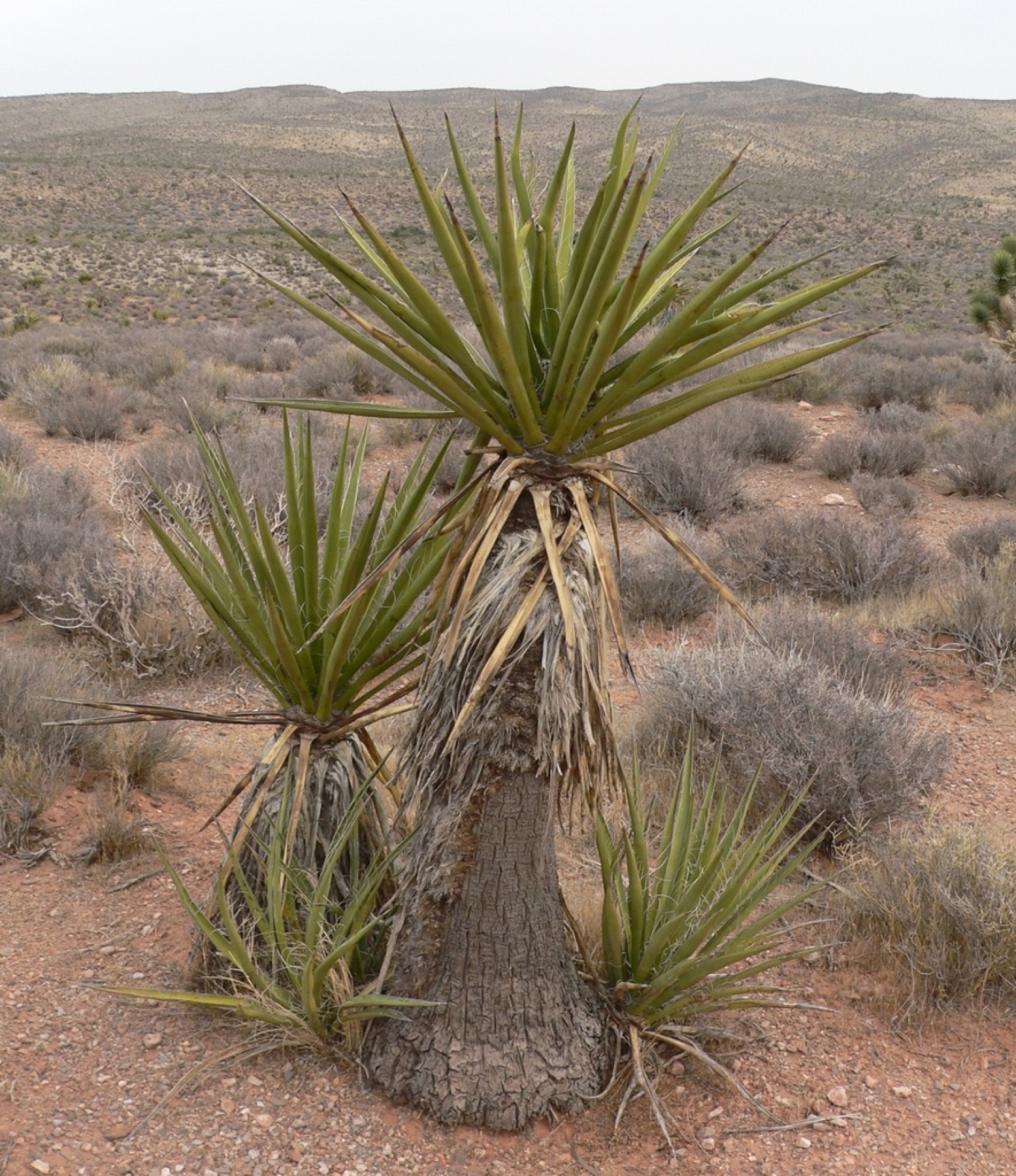 Mojave Yucca — photo 9