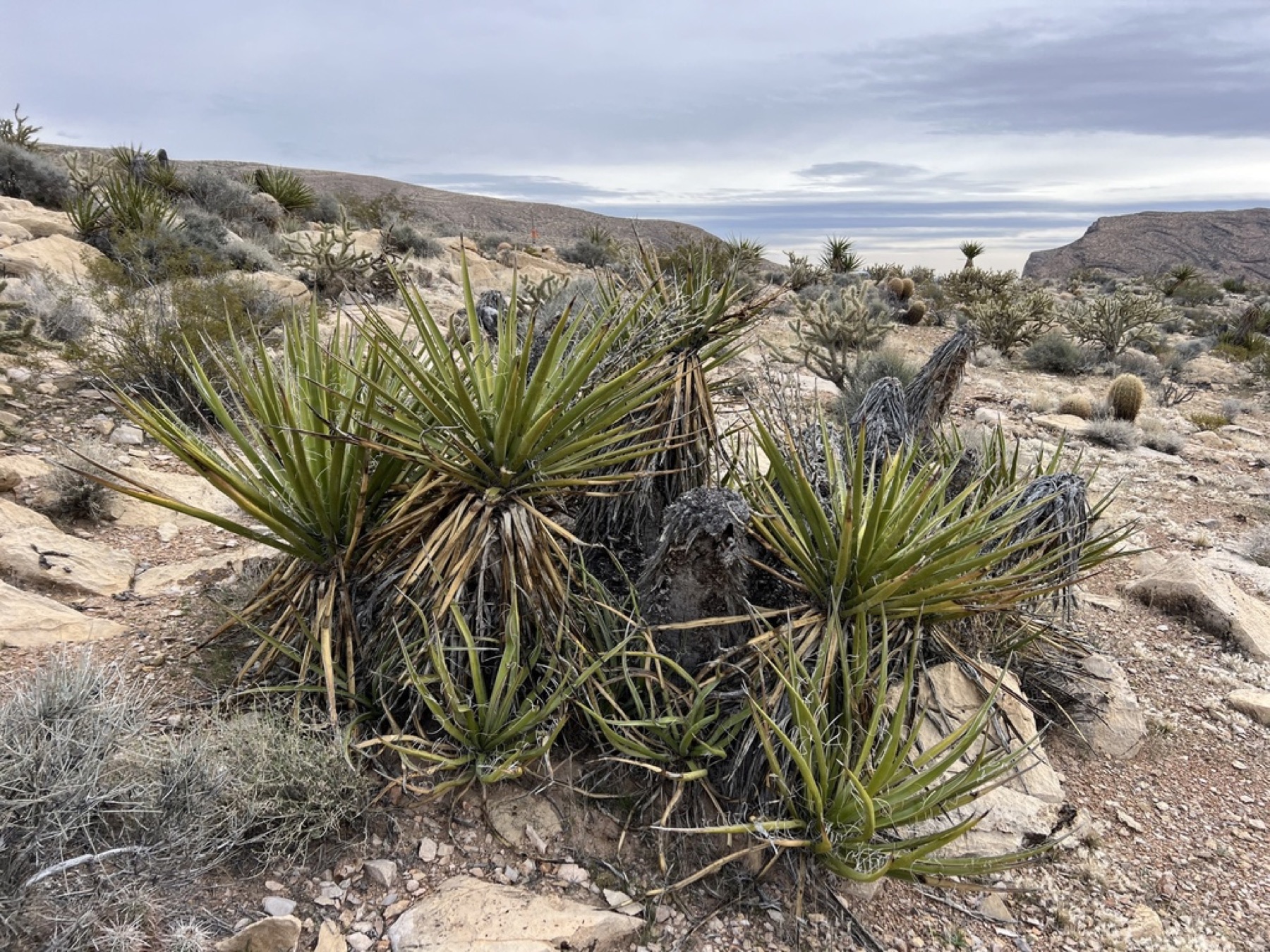 Mojave Yucca — photo 10