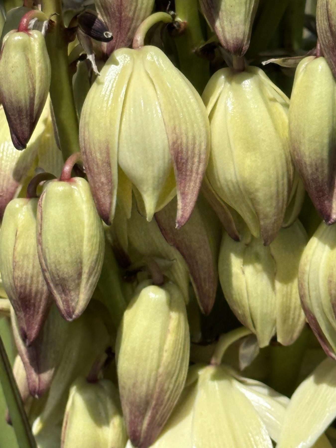 Mojave Yucca — photo 11
