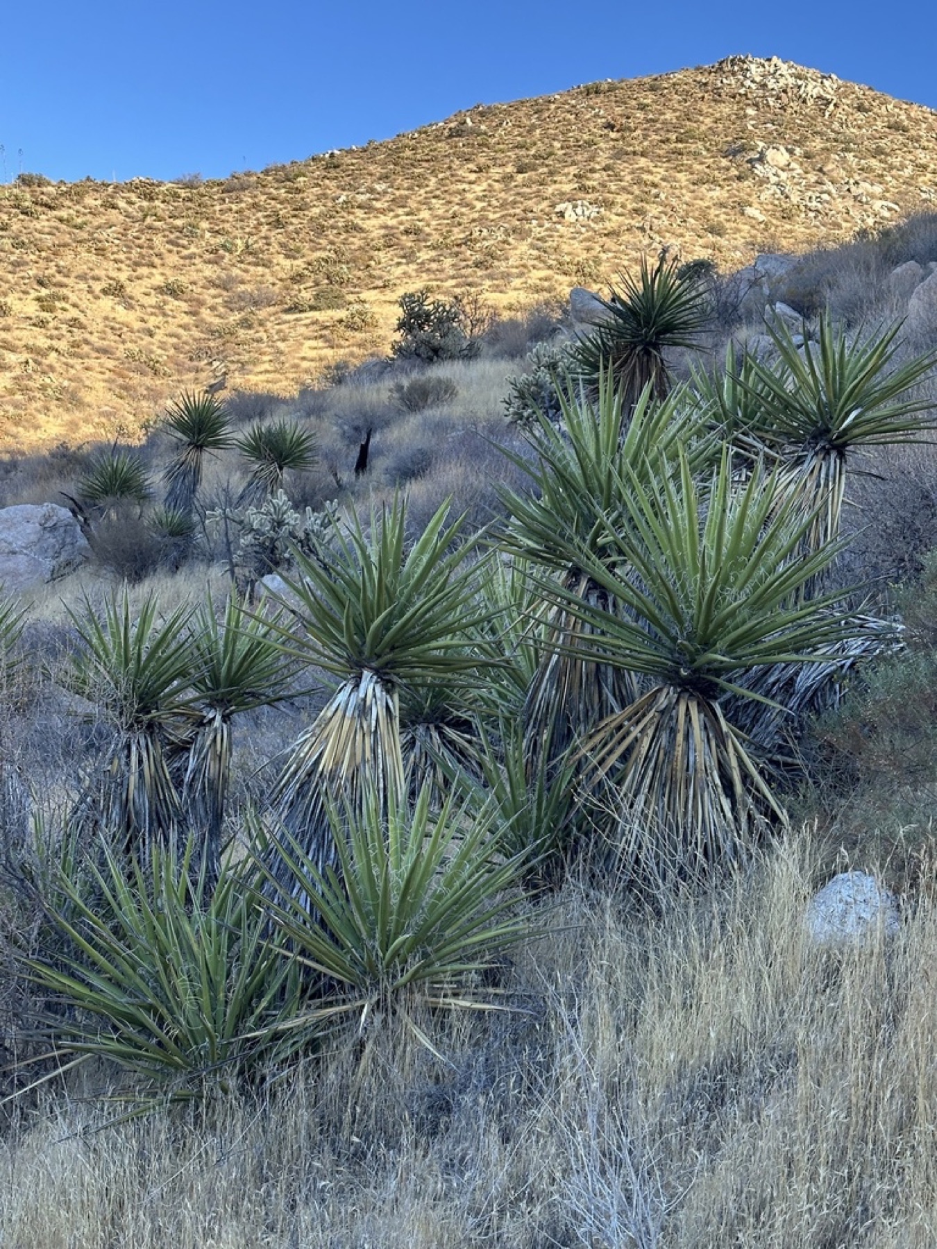 Mojave Yucca — photo 12