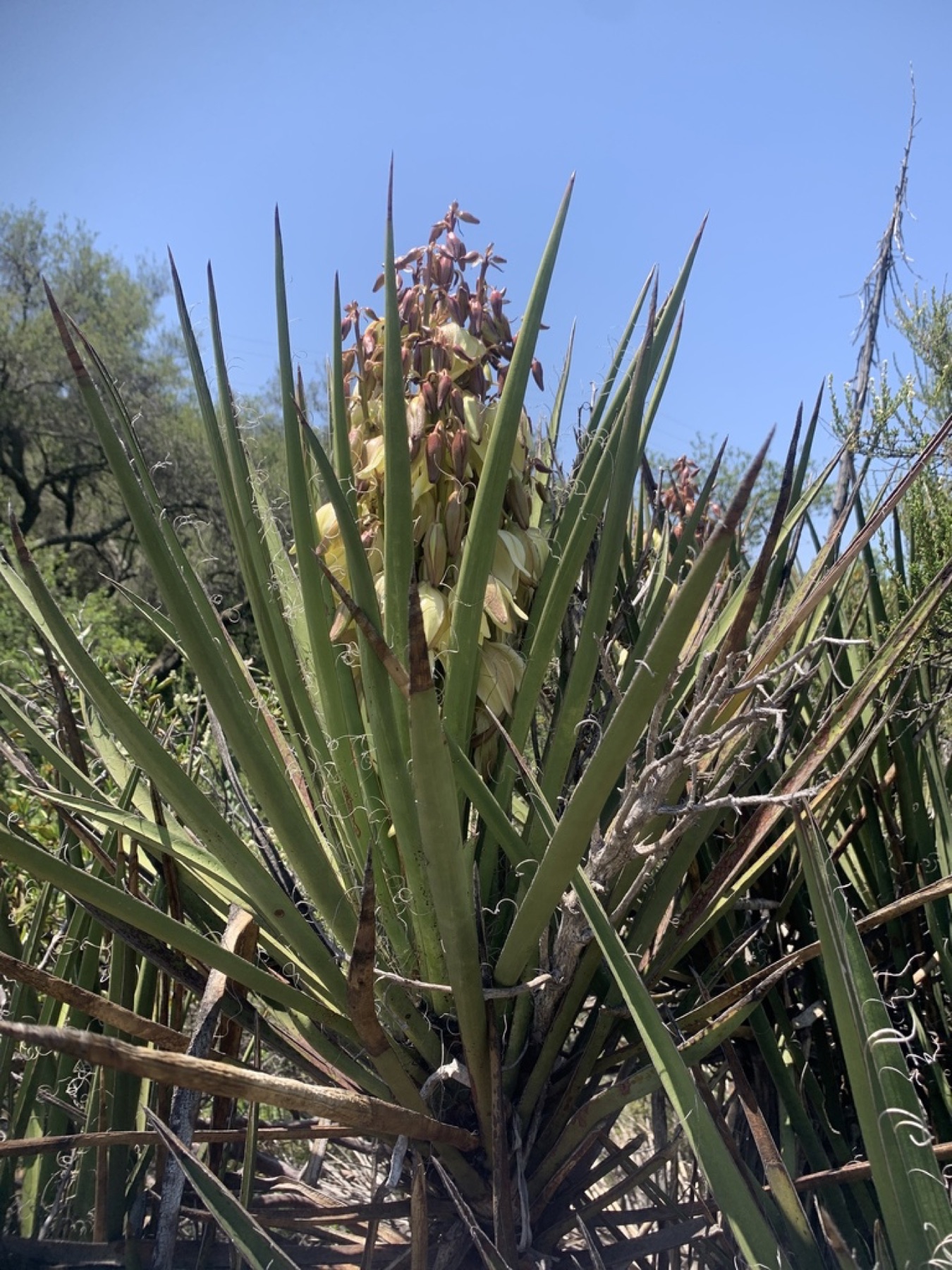 Mojave Yucca — photo 13