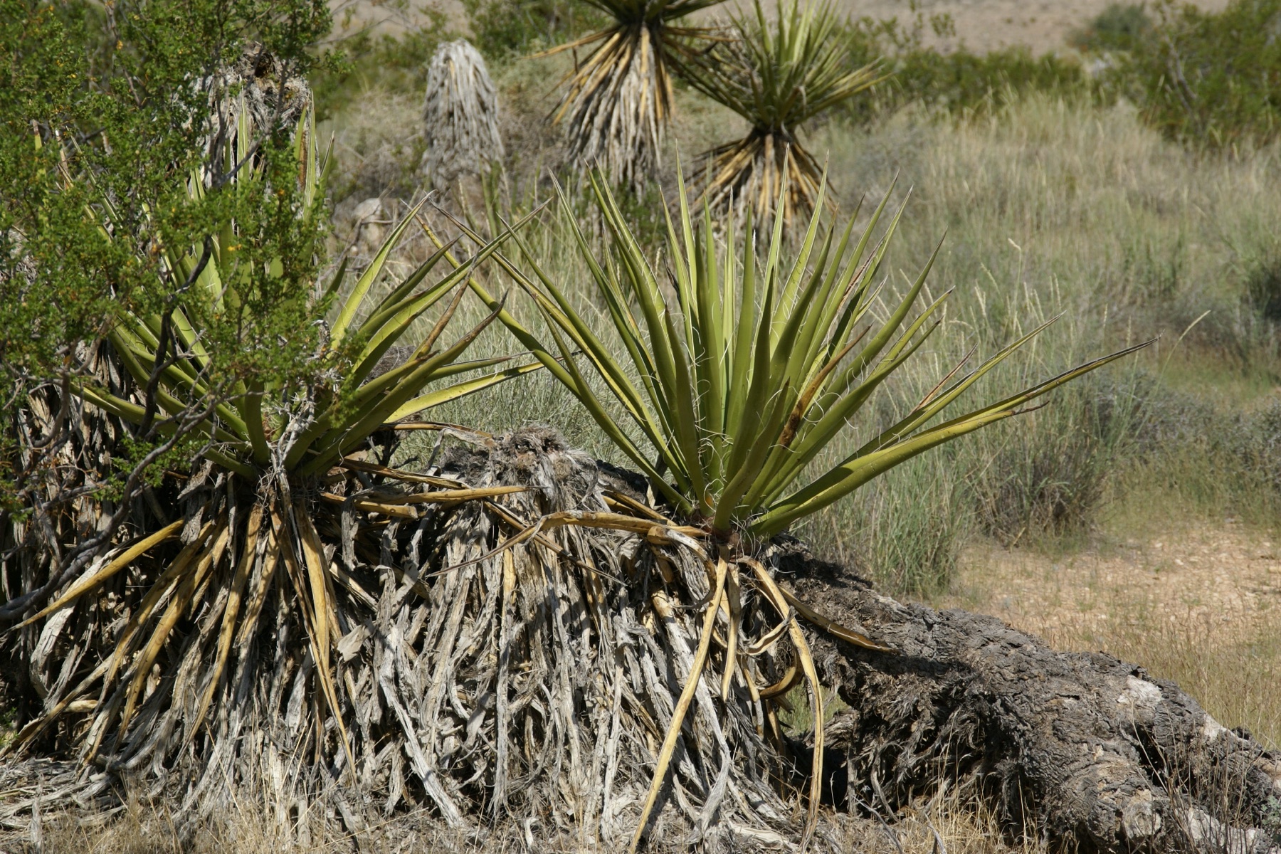 Mojave Yucca — photo 14