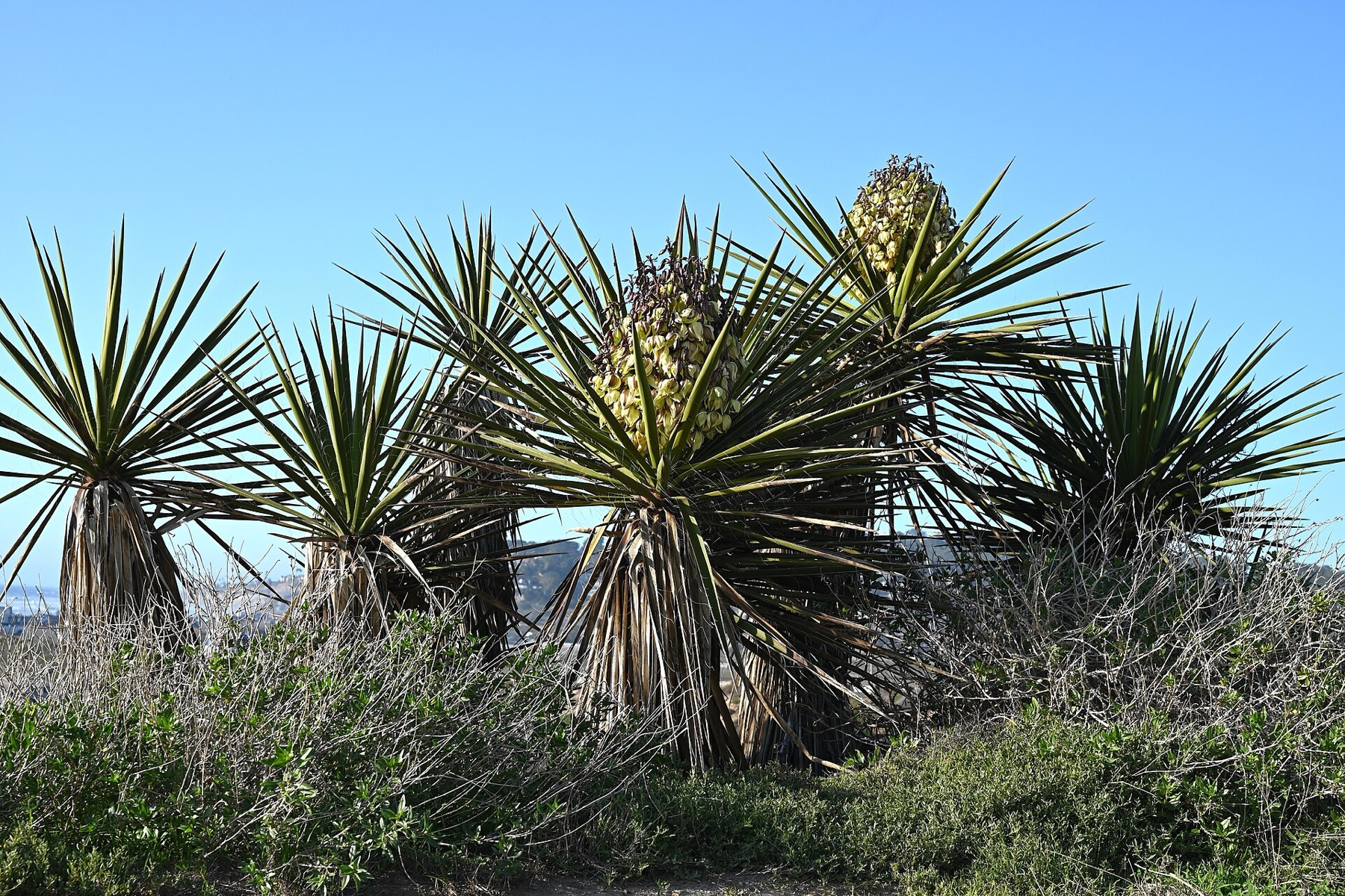 Mojave Yucca — photo 15