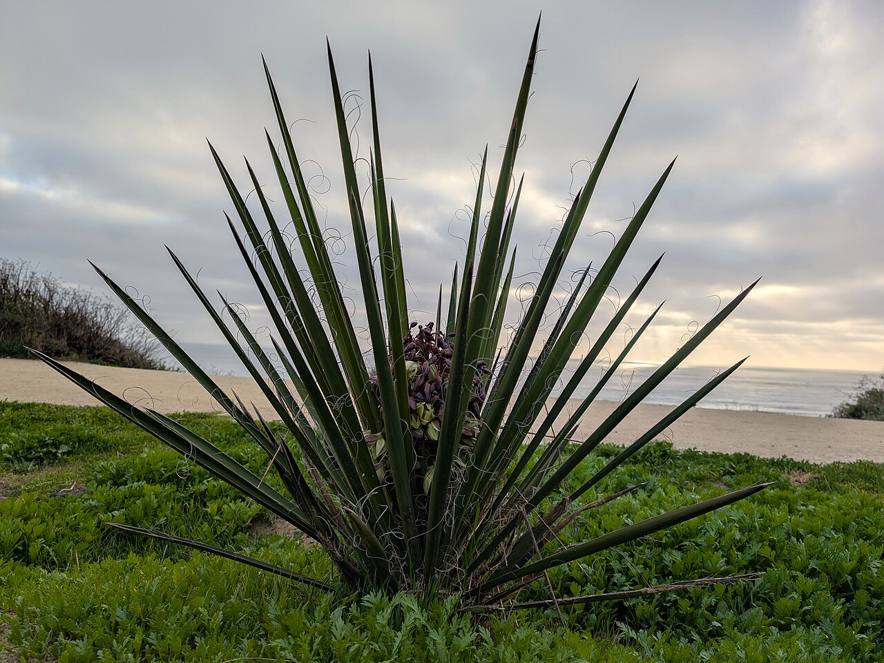 Mojave Yucca — photo 22