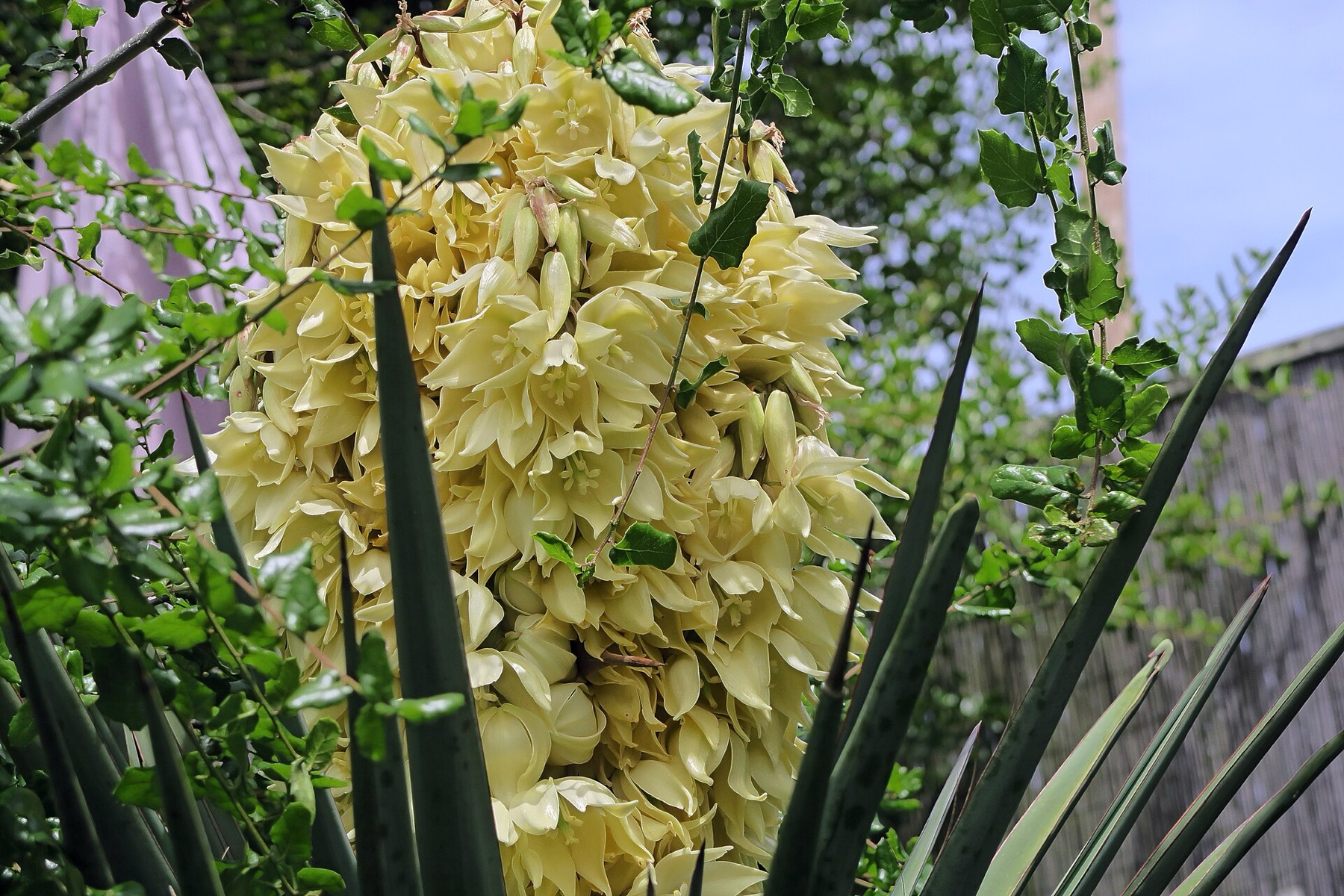 Mojave Yucca — photo 16