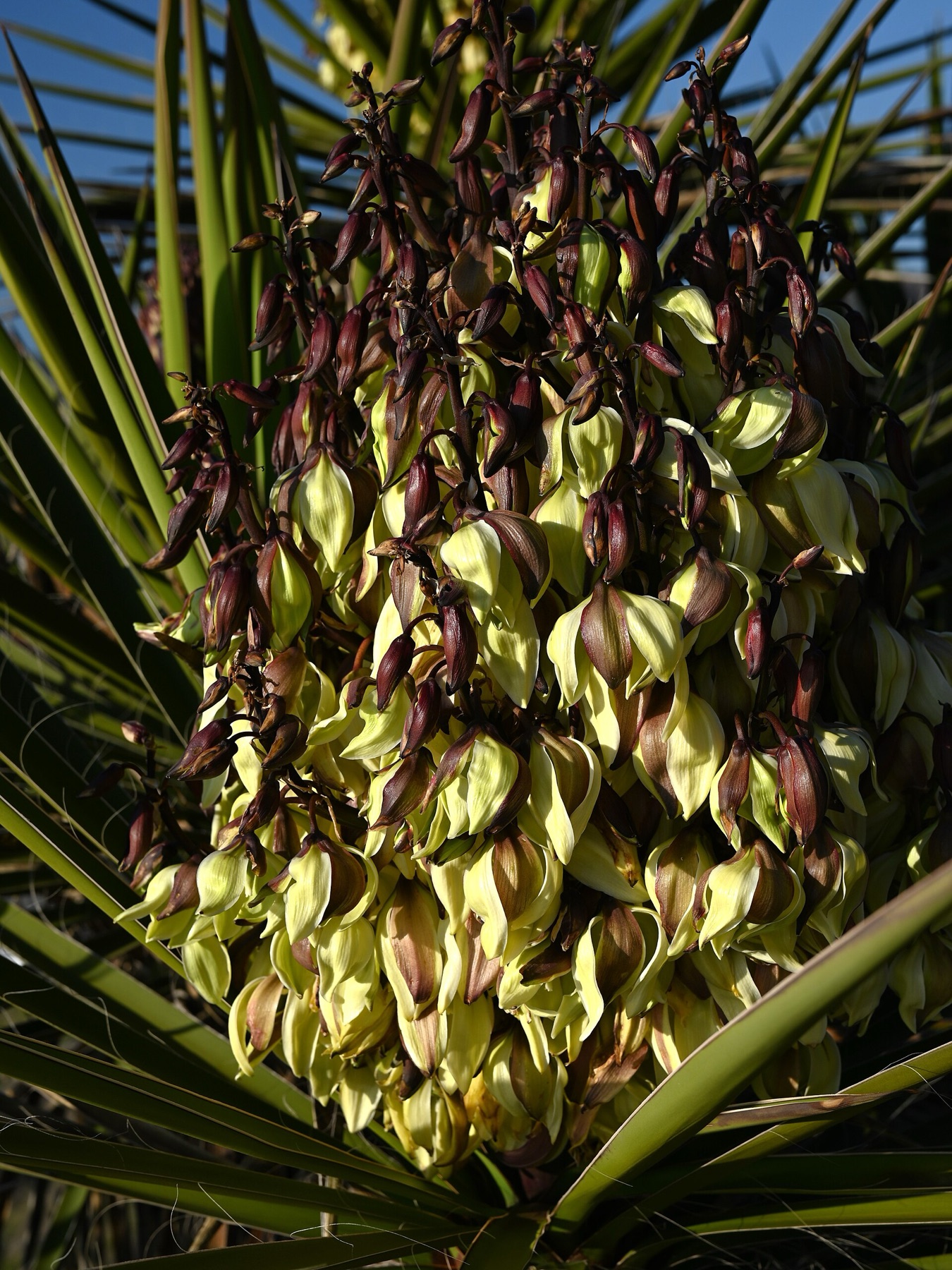 Mojave Yucca — photo 17