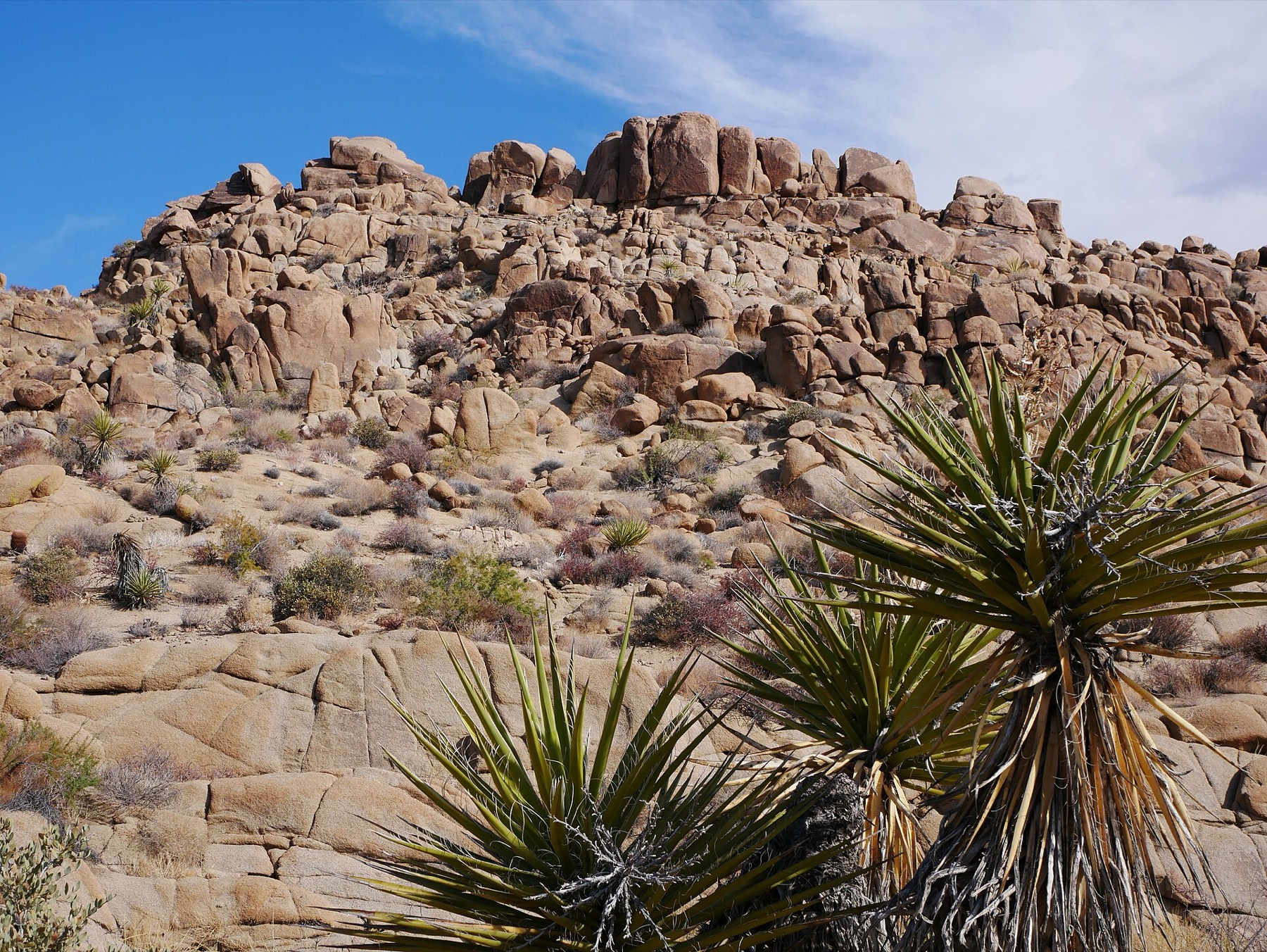 Mojave Yucca — photo 18