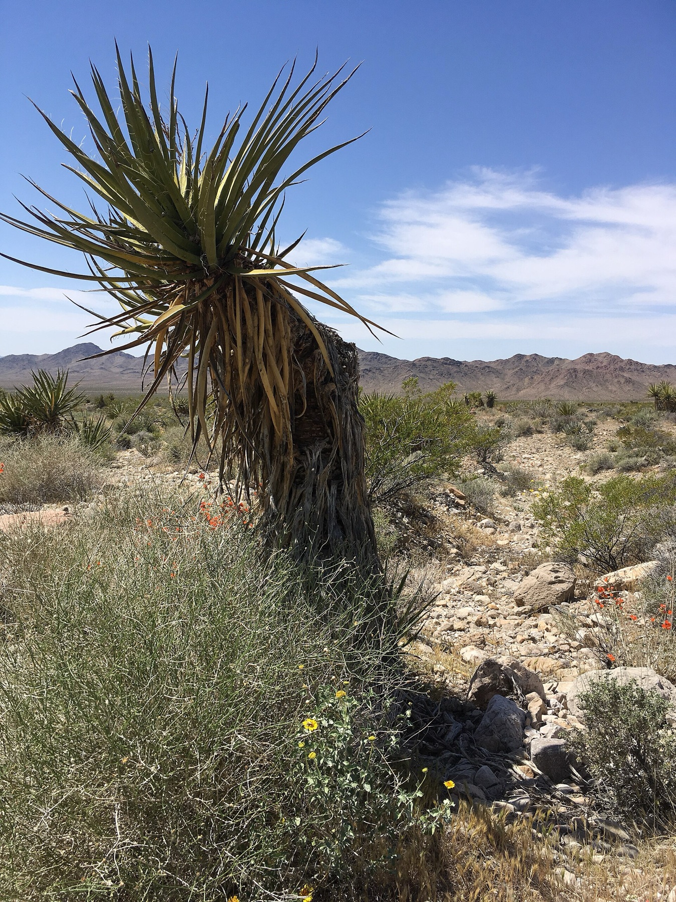 Mojave Yucca — photo 19